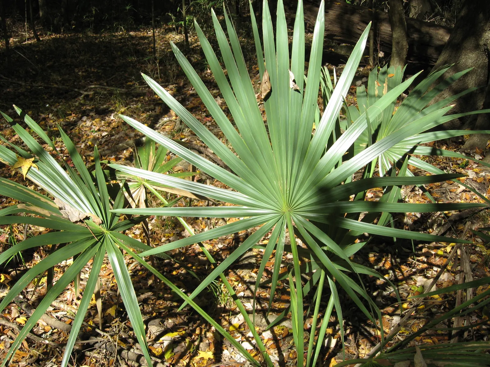 Dwarf Palmetto (Sabal Minor) — Its cold hardiness and tolerate shade make it versatile for various landscapes; it thrives in partial to full sun, image 50