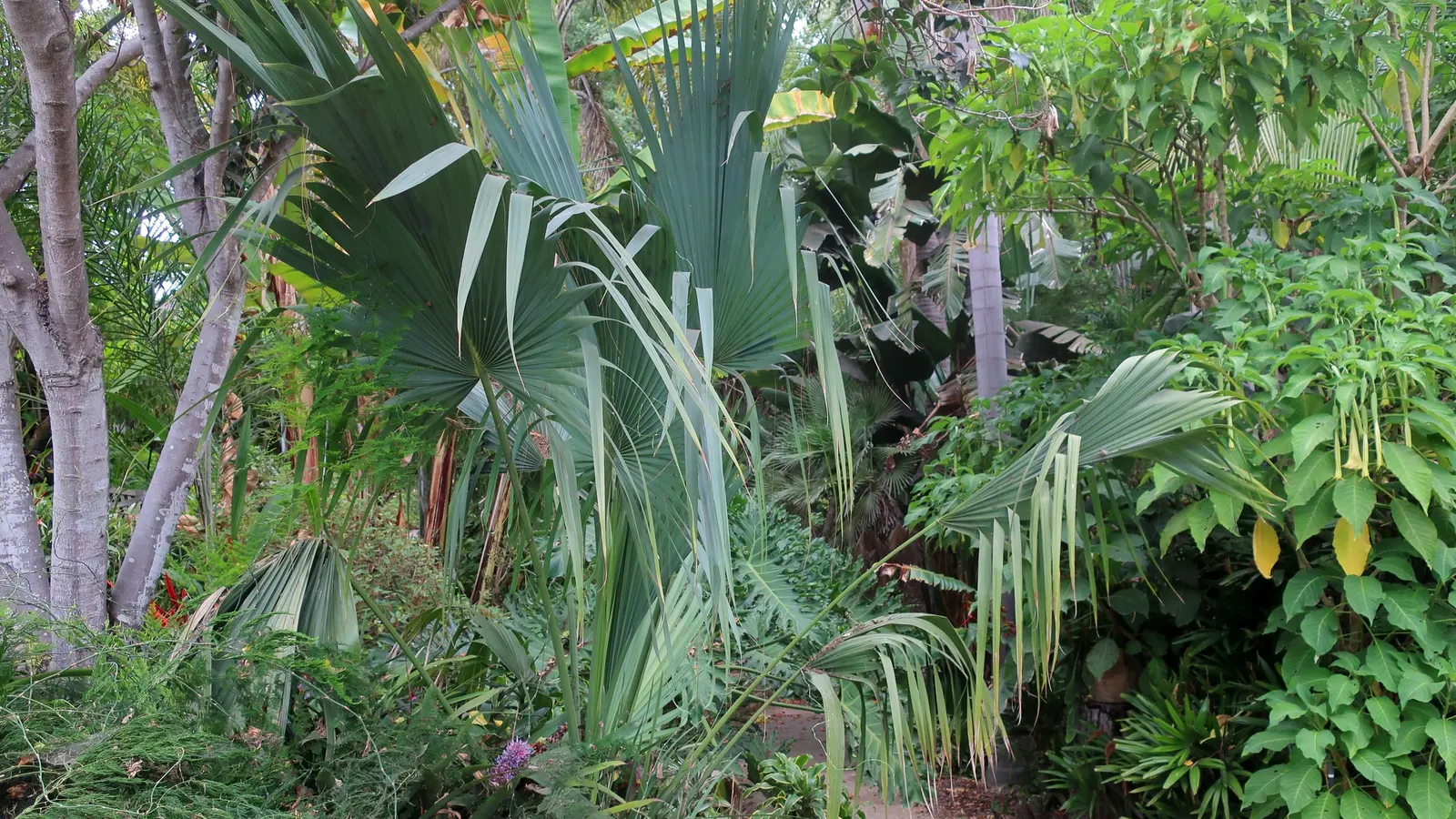 Dwarf Palmetto (Sabal Minor) — this plant is quite drought-tolerant once established