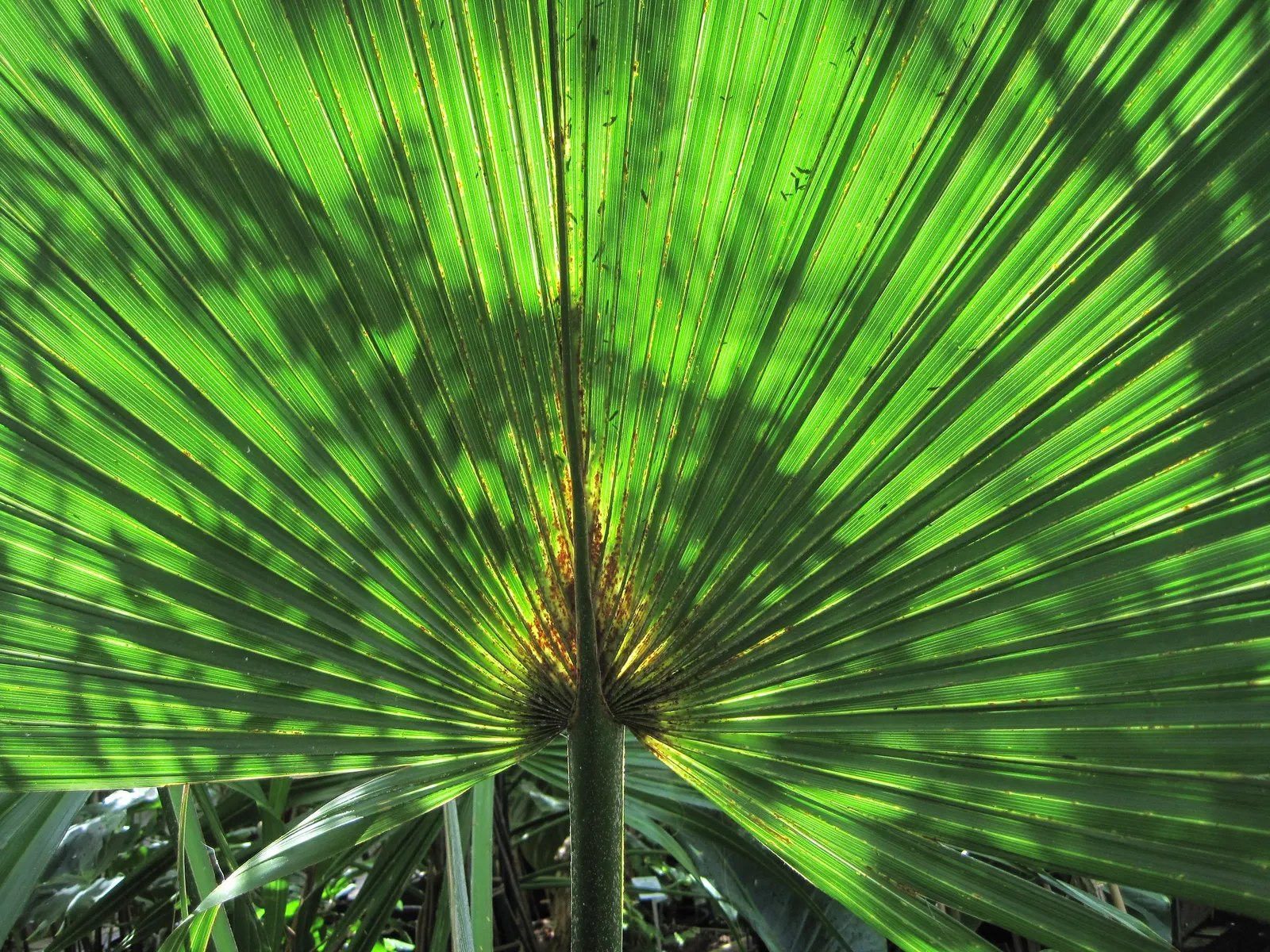 Dwarf Palmetto (Sabal Minor) — evergreen fan palm reaching 3 to 5 feet in height with a similar spread; it gives a tropical flair and is ideal as, image 49