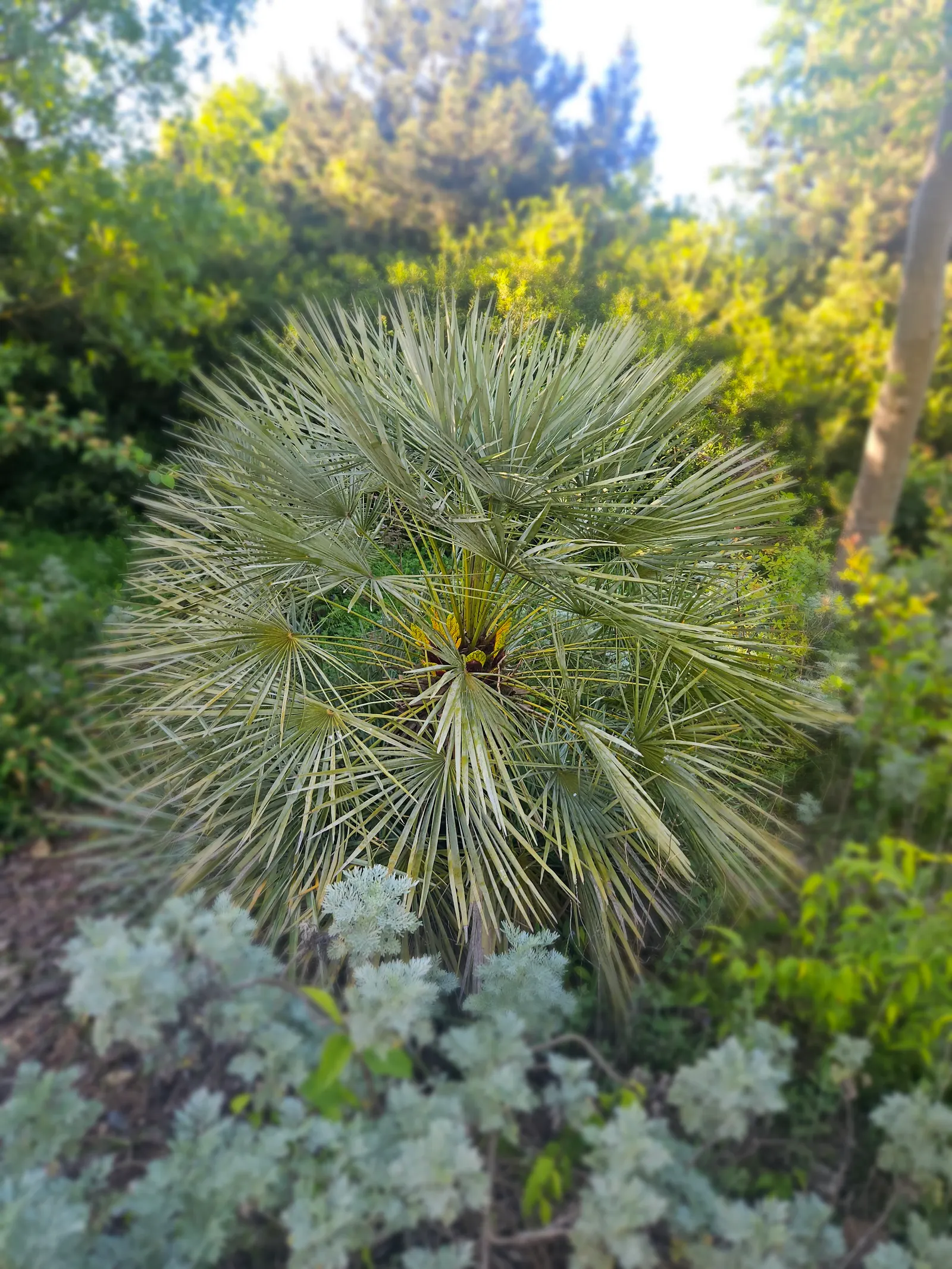 Dwarf Palmetto (Sabal Minor) — palm / tree for full or half