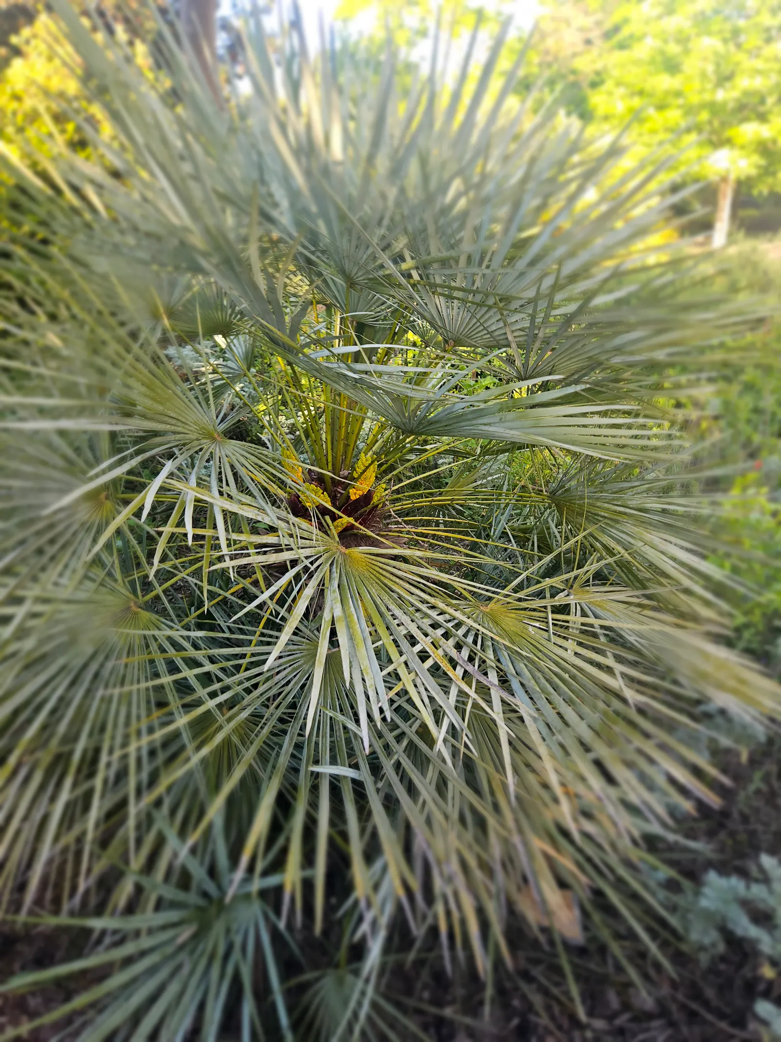 Dwarf Palmetto (Sabal Minor) — the Dwarf Palmetto is suitable for USDA zones 7 through 11; consider its ability to provide a textured backdrop or serve as a