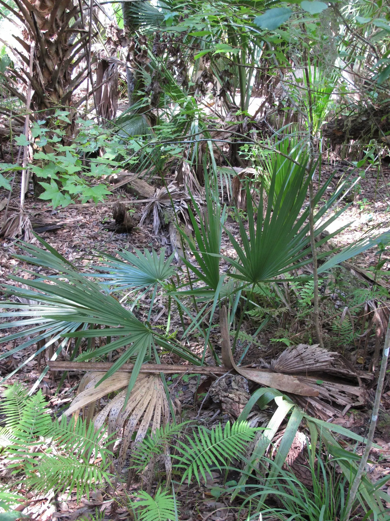 Dwarf Palmetto (Sabal Minor) — white and yellow flowers in the garden; is a low-maintenance and hardy evergreen that offers a touch of tropical flair to any