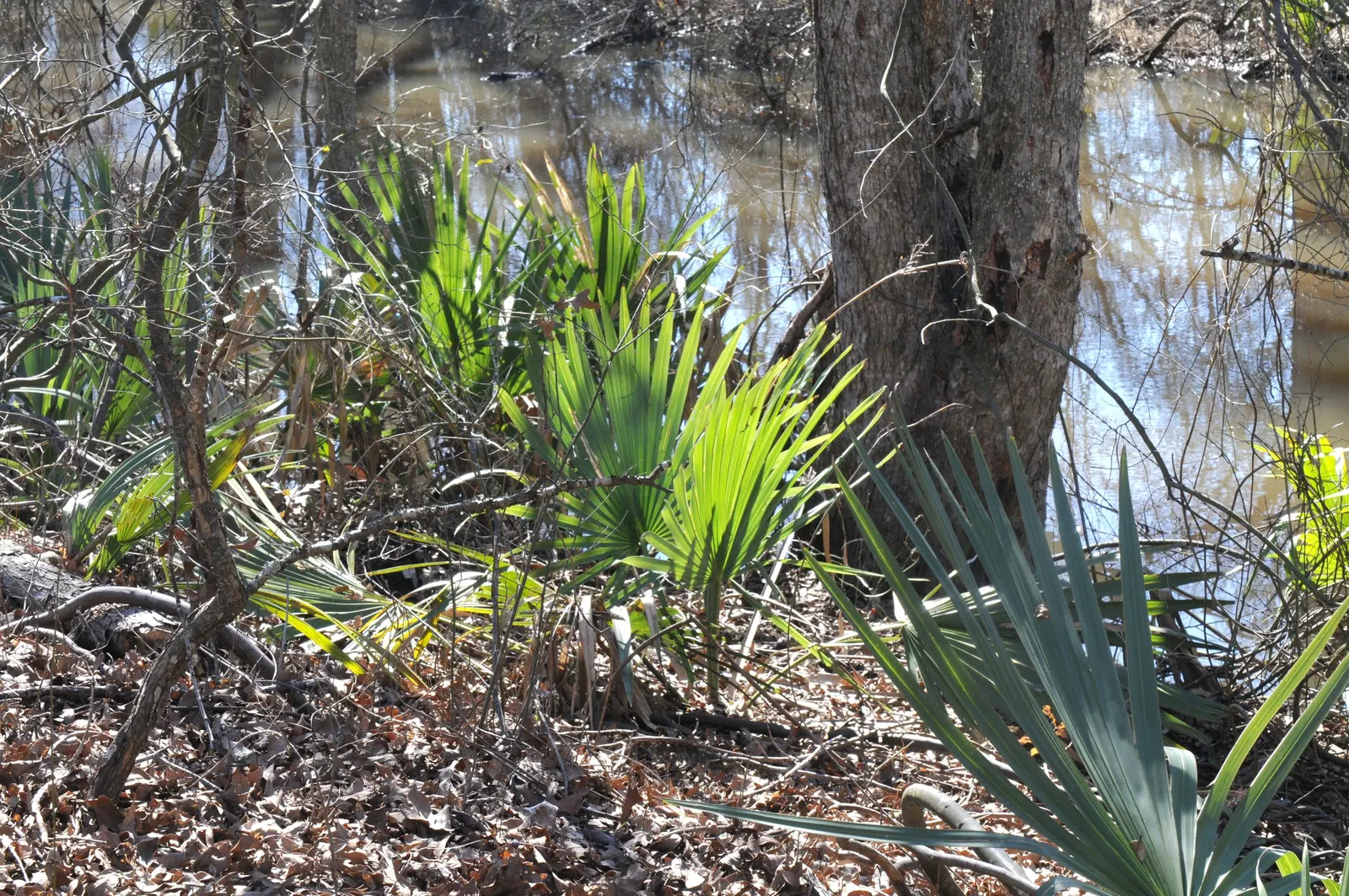 Dwarf Palmetto (Sabal Minor) — Its cold hardiness and tolerate shade make it versatile for various landscapes