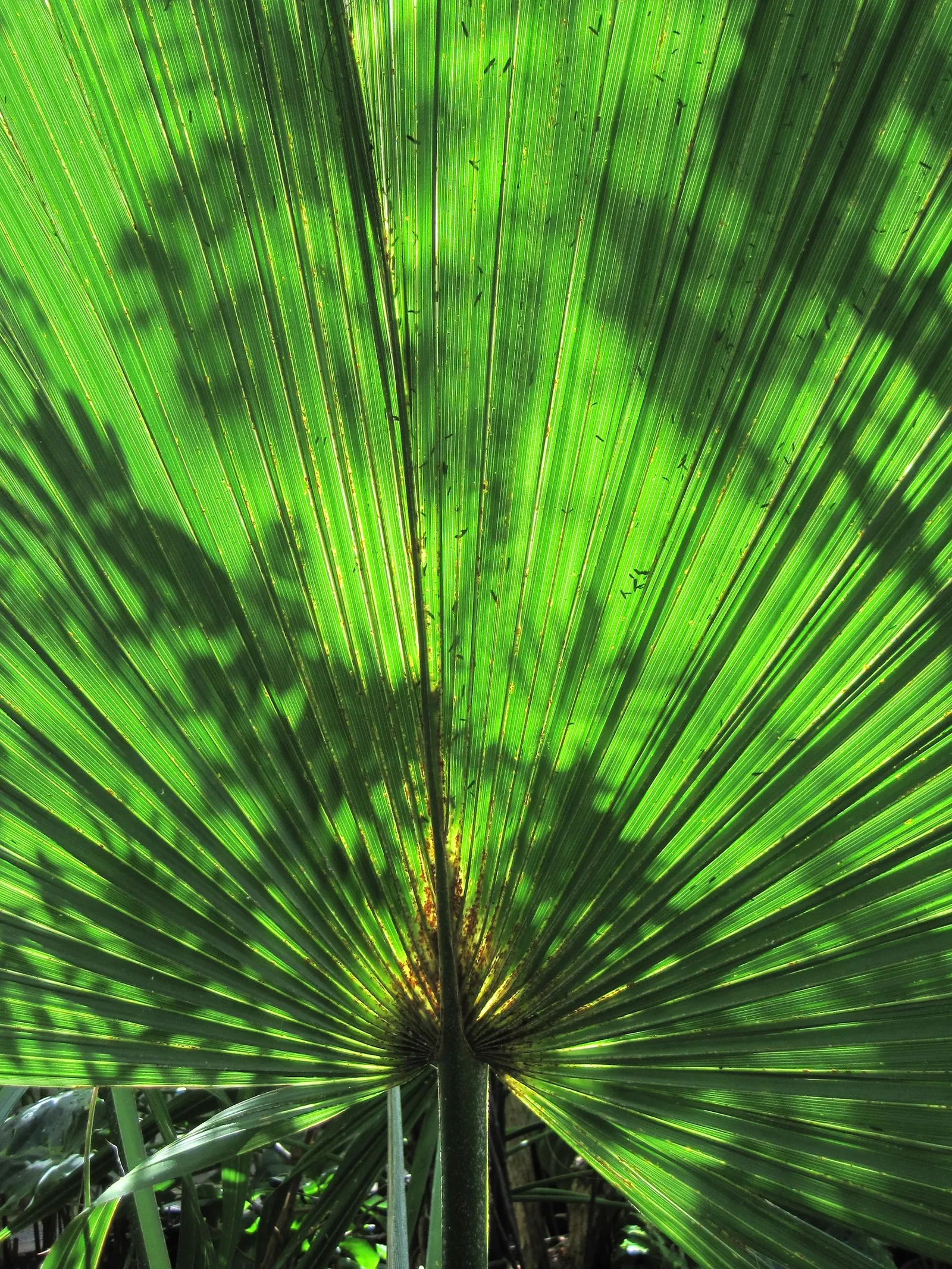 Dwarf Palmetto (Sabal Minor) — the Dwarf Palmetto is an excellent choice for gardeners seeking durability and a splash of tropical character