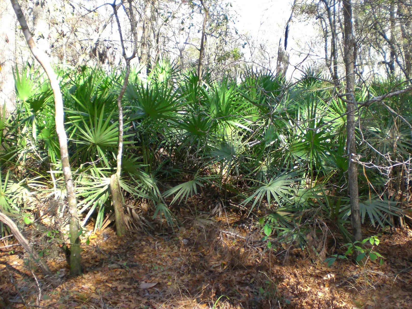 Dwarf Palmetto (Sabal Minor) — USDA Hardiness Zones 7-11; boasting a compact growth habit