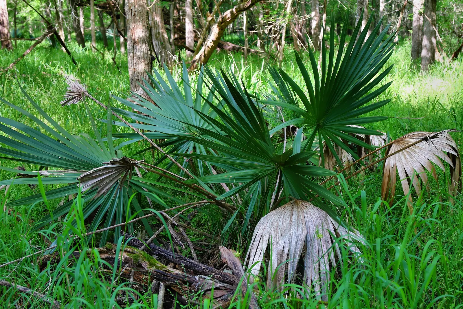 Dwarf Palmetto (Sabal Minor) — Producing dark green leaves and summer-blooming white flowers