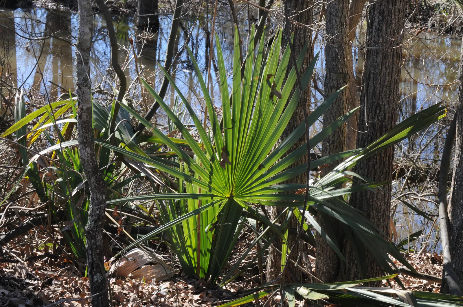 Dwarf Palmetto (Sabal Minor) — Aesthetically pleasing and practically carefree