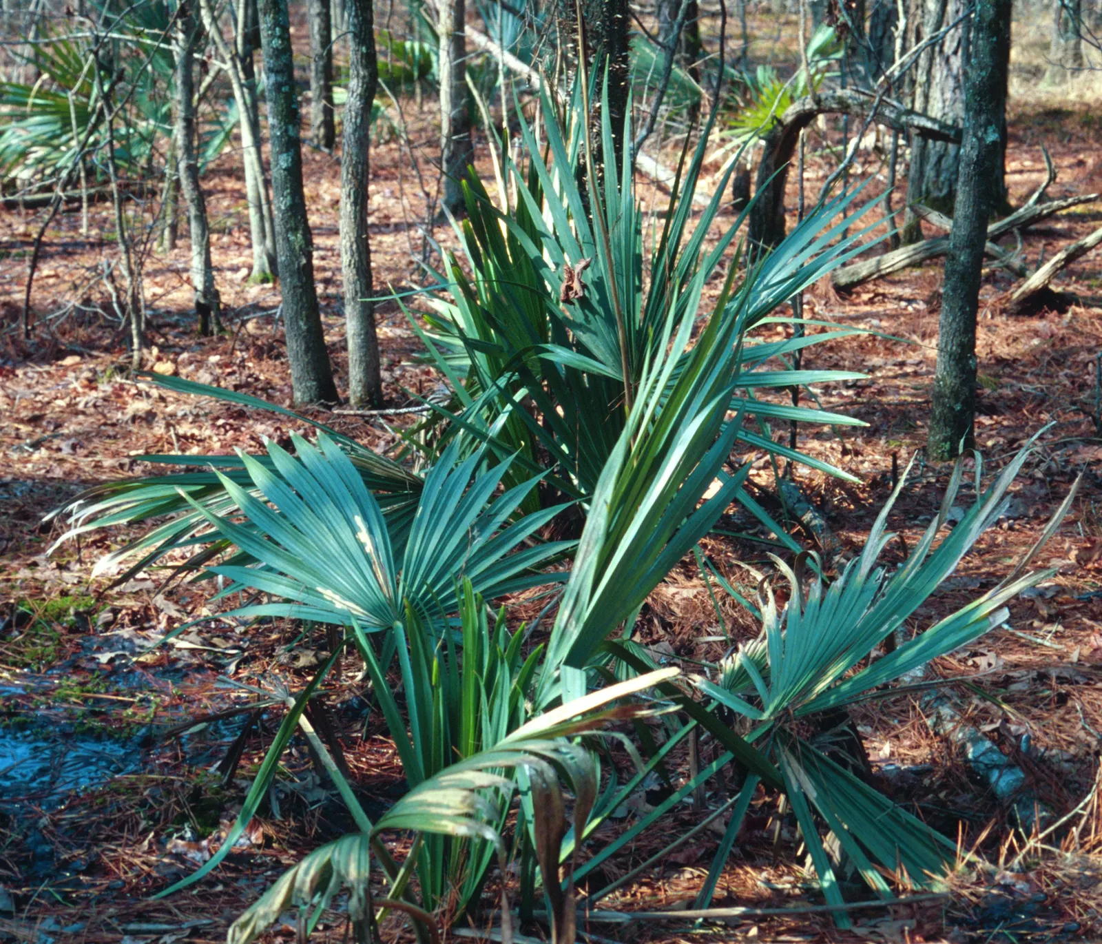 Dwarf Palmetto (Sabal Minor) — palm / tree with white and yellow blooms