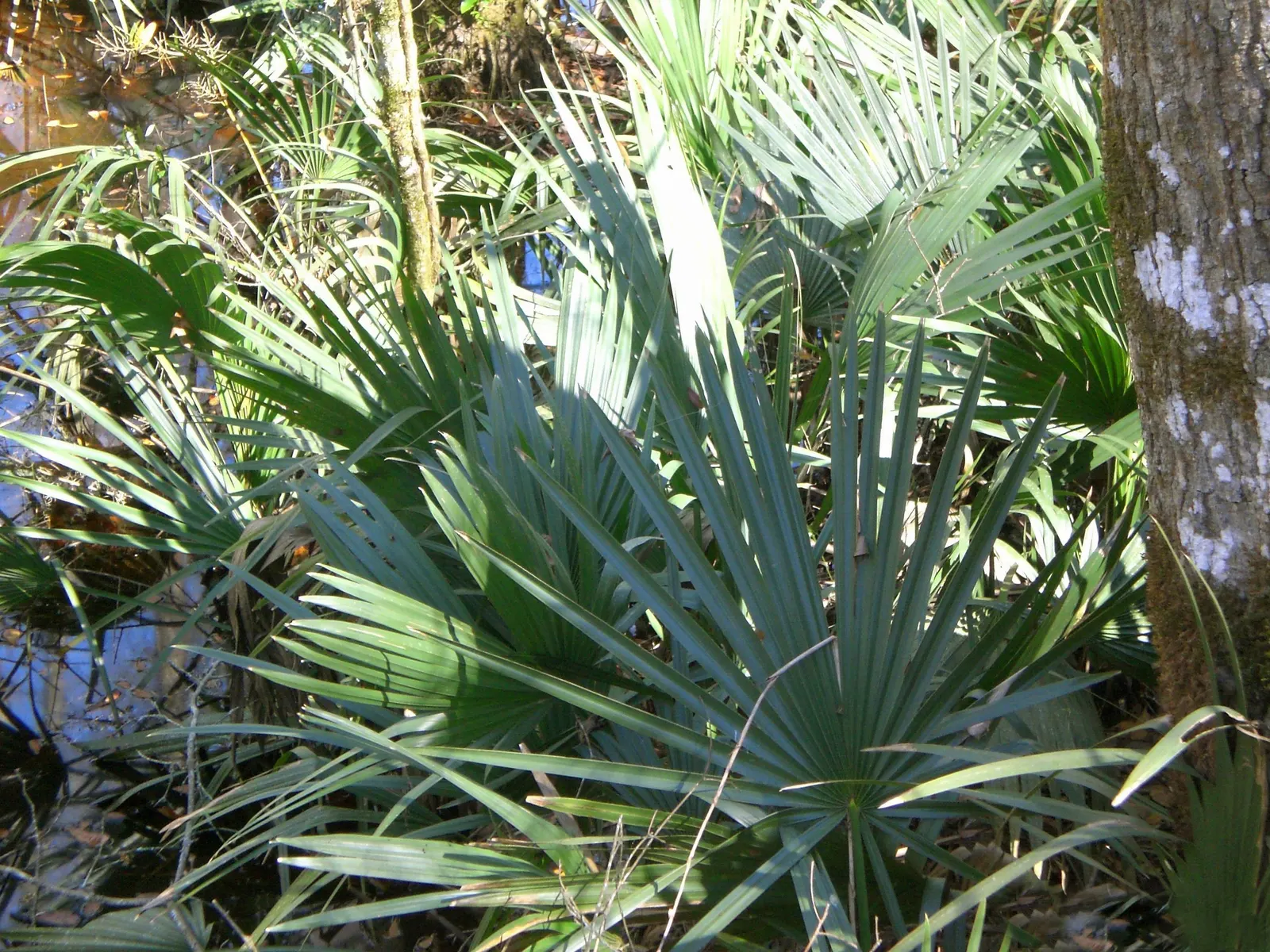 Dwarf Palmetto (Sabal Minor) — fan-shaped leaves that span approximately 3 feet in length; sabal minor produces yellow-white flowers on tall