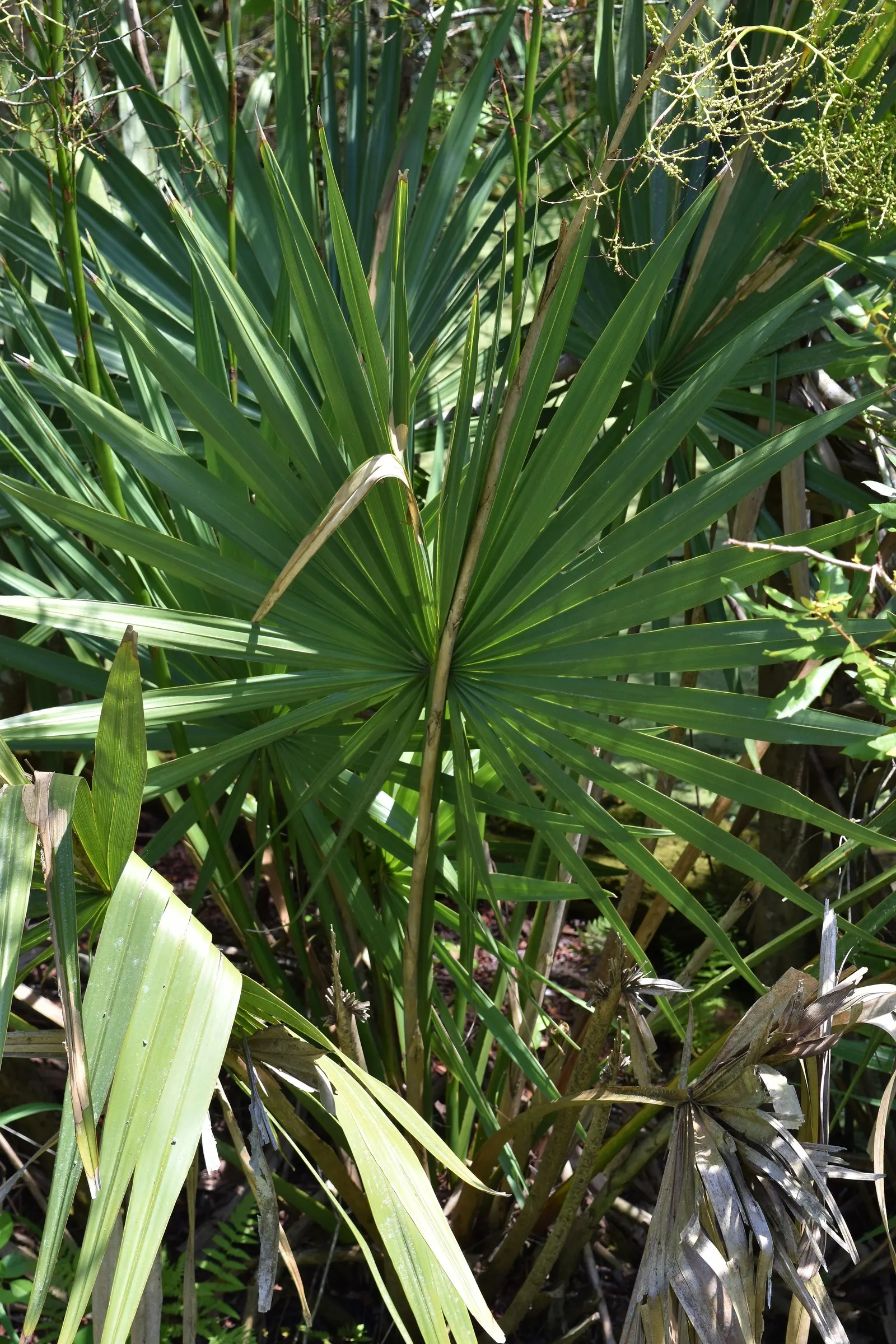 Dwarf Palmetto (Sabal Minor) — The foliage emerges from a clumping trunk that typically remains hidden
