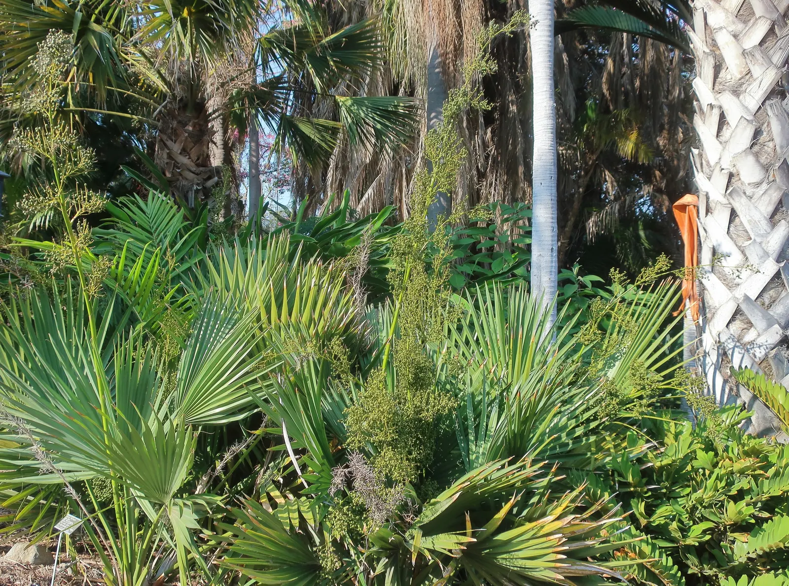 Dwarf Palmetto (Sabal Minor) — this plant is quite drought-tolerant once established; this species reaches an average height of 2 to 5 feet and a spread of 3