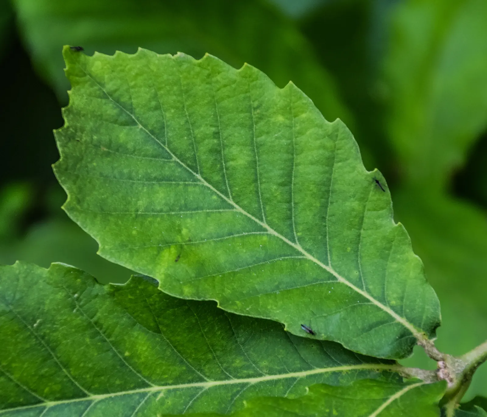 Chestnut Oak (Quercus Montana) — evergreen tree renowned for its sprawling; the Live Oak is a robust tree, tolerating various soil types, though it, image 59
