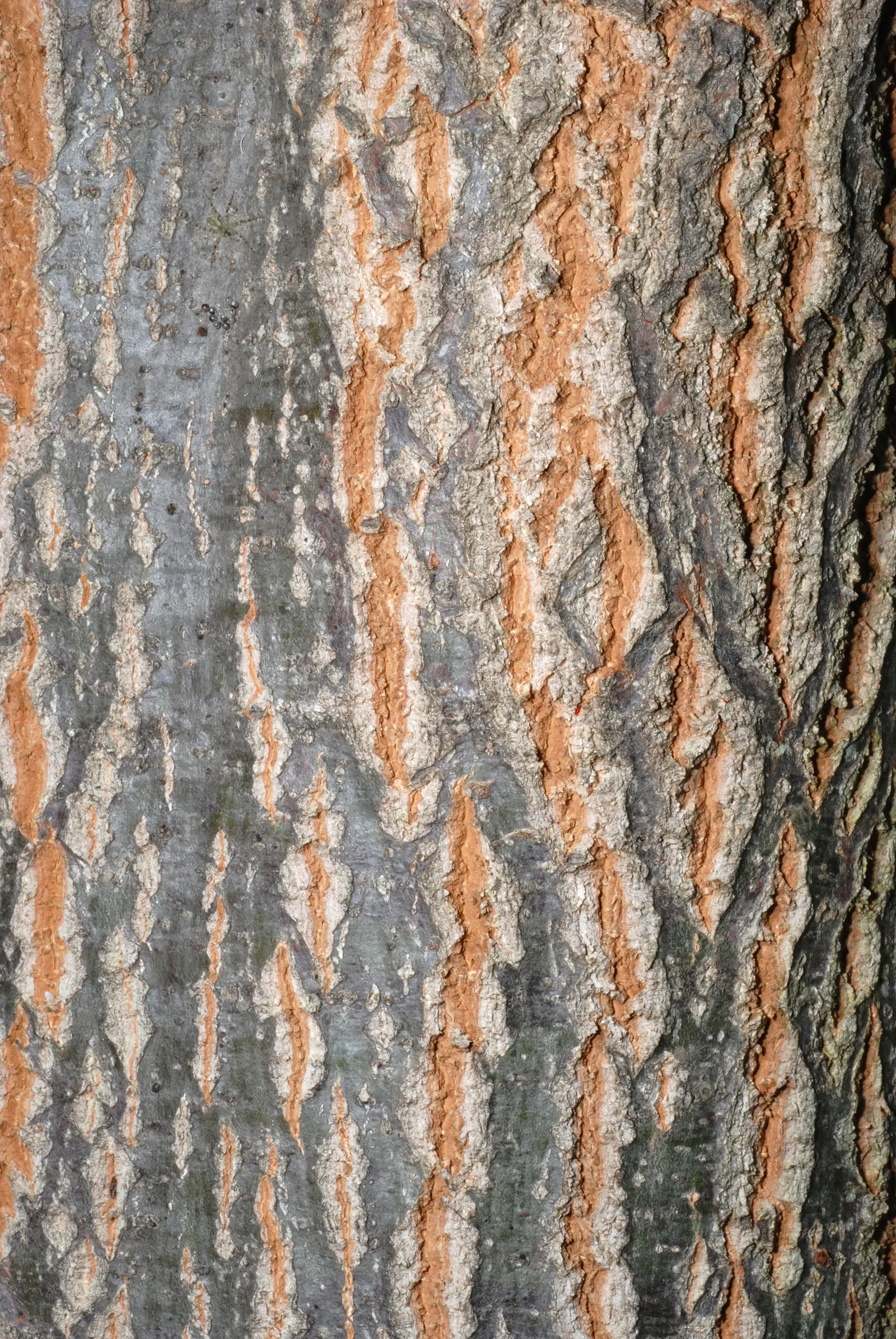 Chestnut Oak (Quercus Montana) — Its trunk diameter can span up to 6 feet