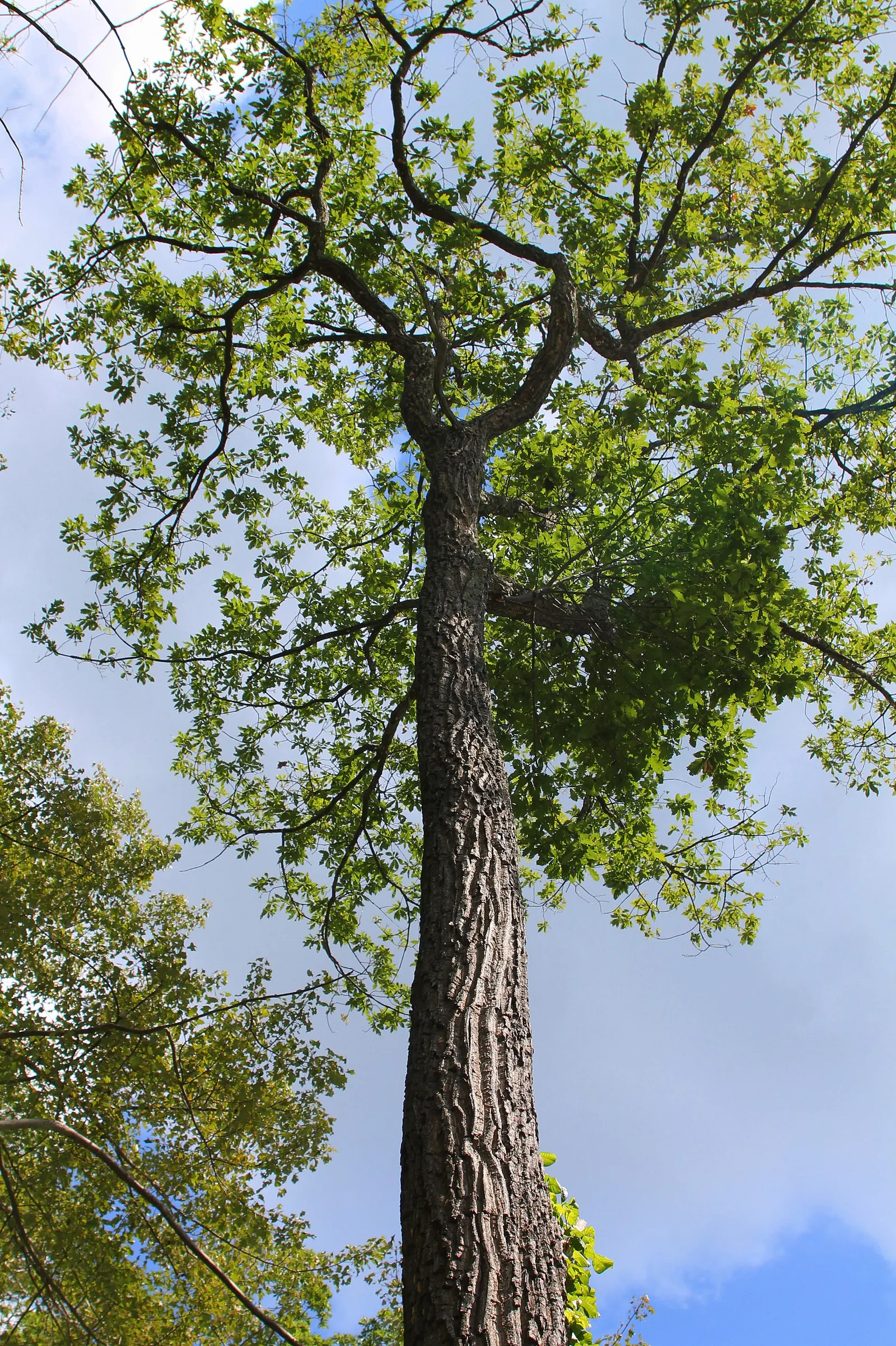 Chestnut Oak (Quercus Montana) — Its roots are as impressive as its crown