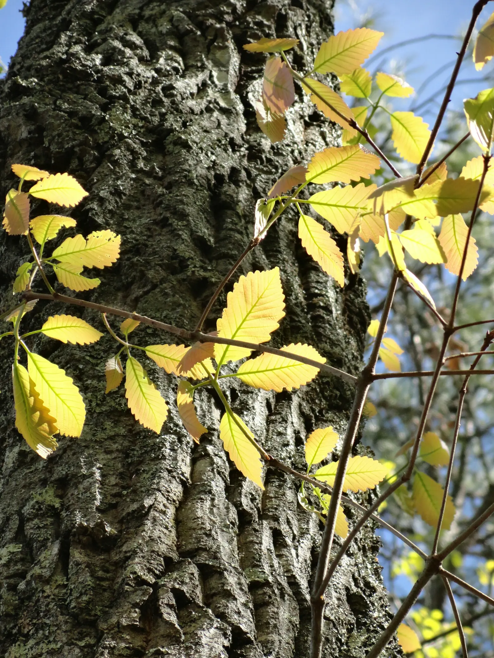 Chestnut Oak (Quercus Montana) — supporting various wildlife with its acorns and dense foliage; the Live Oak is a robust tree, tolerating various soil types