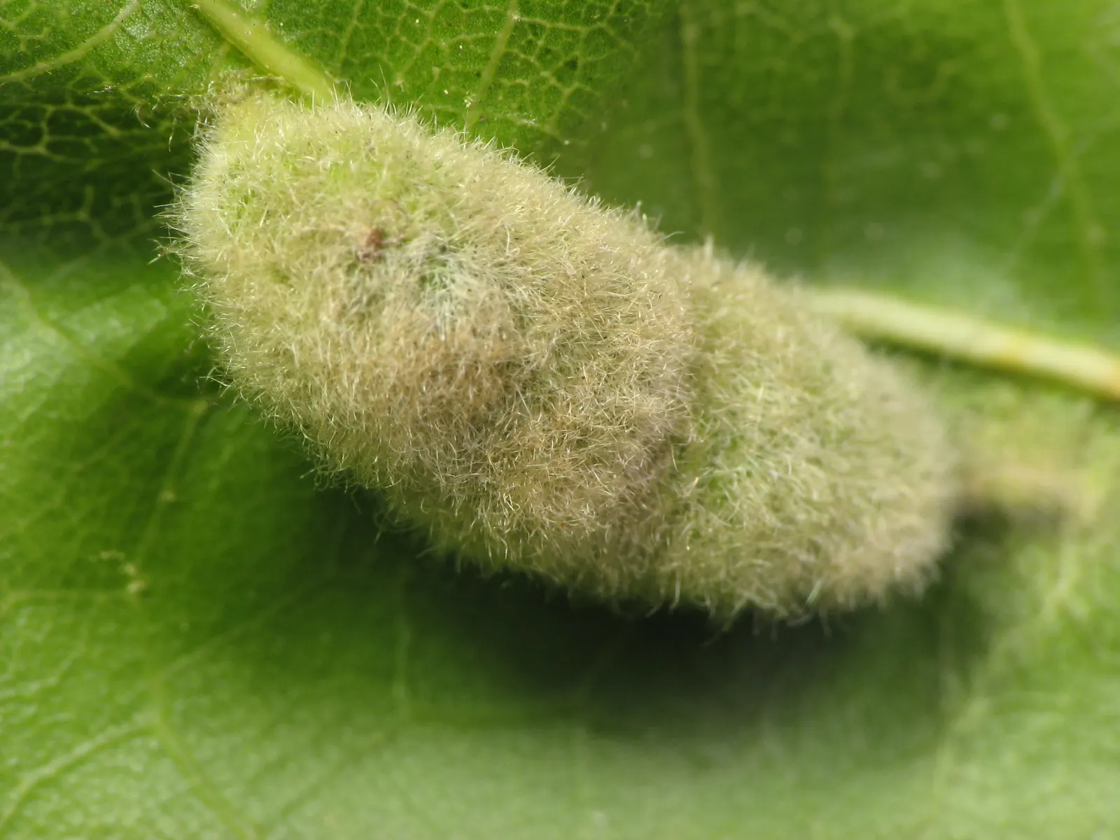 Chestnut Oak (Quercus Montana) — consider the Live Oak's expansive growth when planning