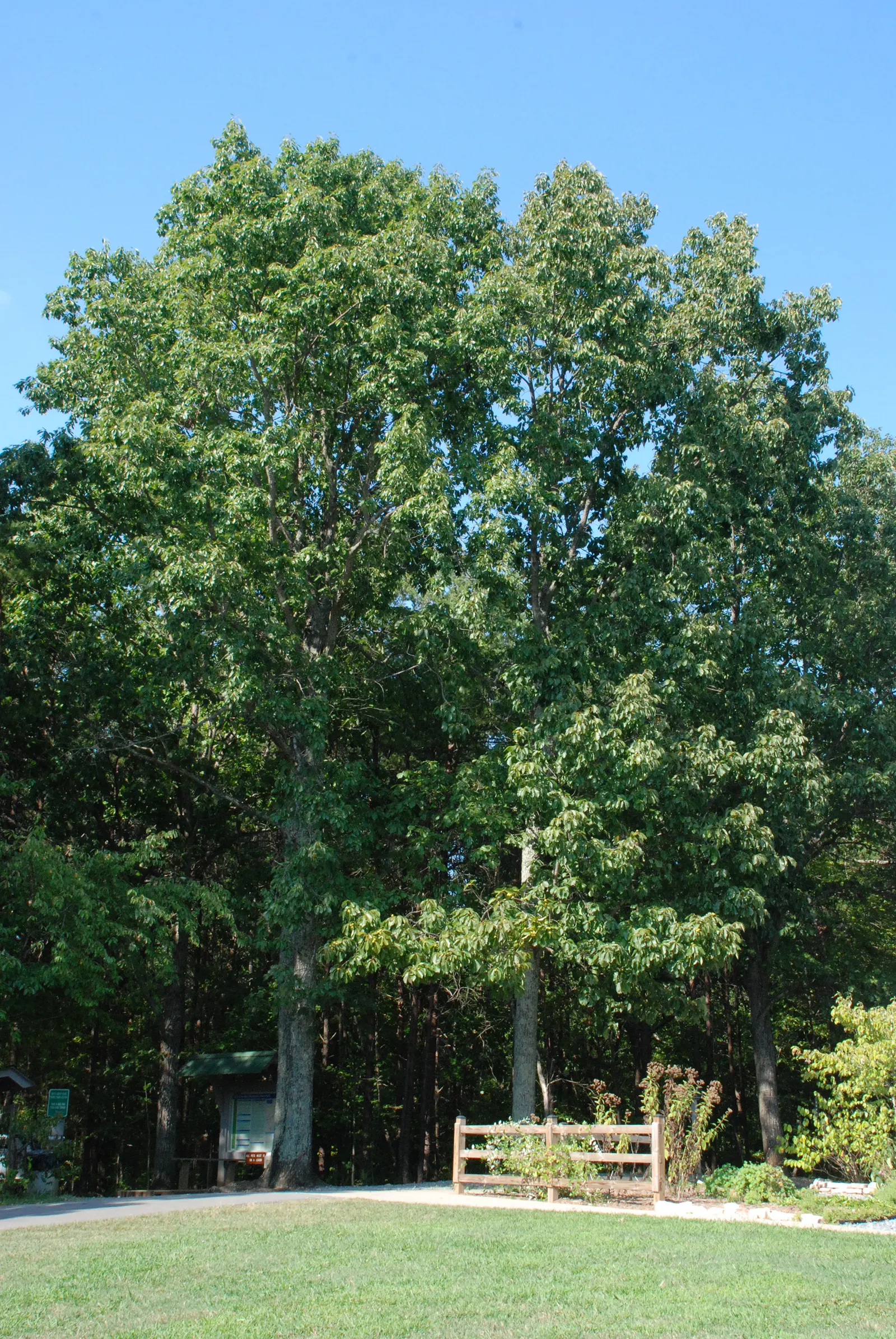 Chestnut Oak (Quercus Montana) — as some specimens live for several centuries.<br><br>The bark of the Live Oak is a dark; the Live Oak is a robust tree