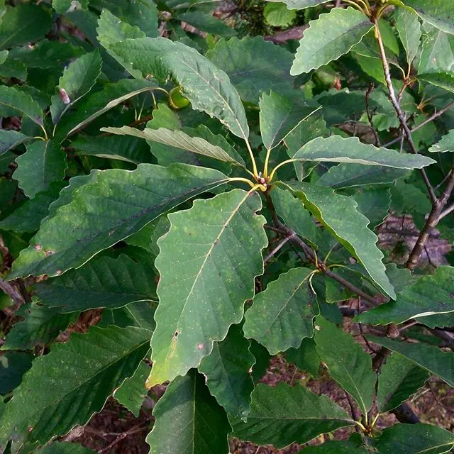 Chestnut Oak (Quercus Montana) — symbolizing strength and resilience.<br><br>Mature Live Oaks boast a broad; so situate it away from foundations and pavements