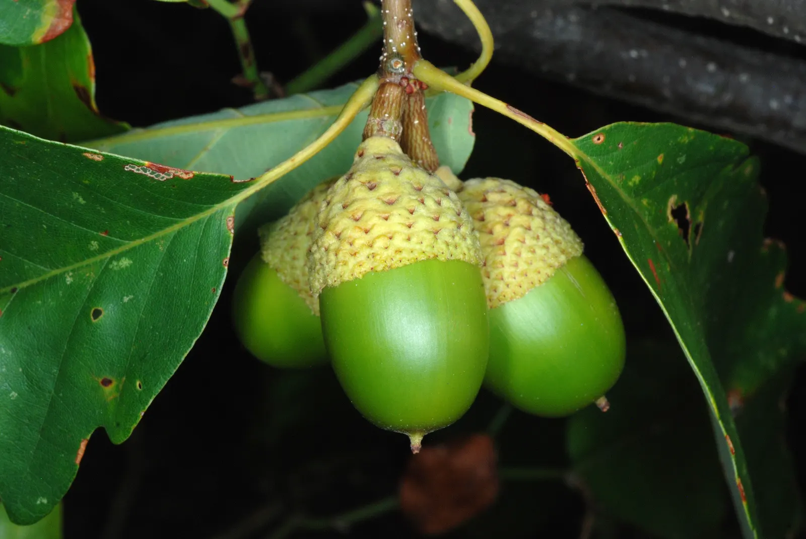 Chestnut Oak (Quercus Montana) — indicative of its longevity; often reaching 60 to 80 feet in width