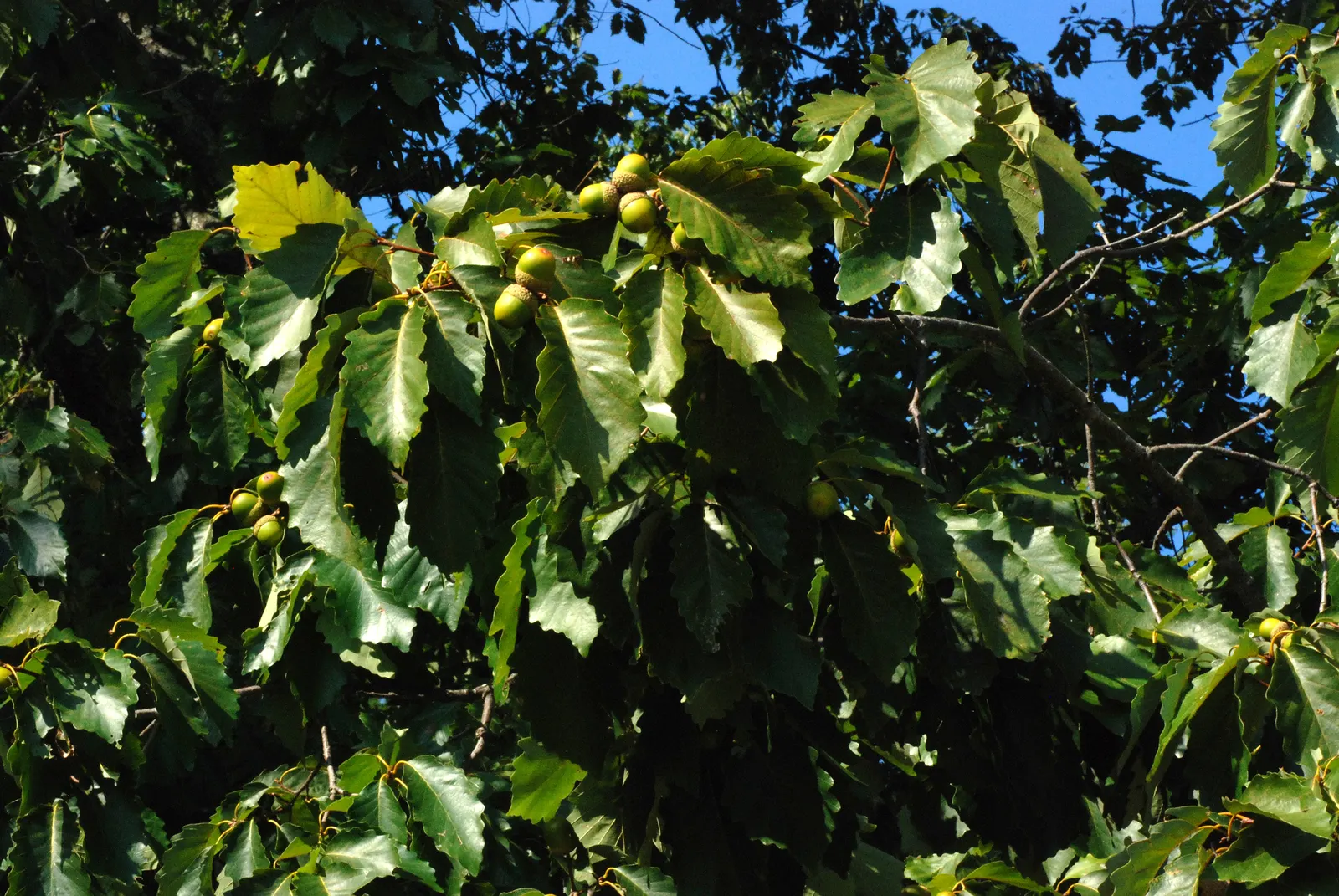 Chestnut Oak (Quercus Montana) — As an architect designing landscapes; mature specimens can reach up to 80 feet in height with an impressive crown spread of