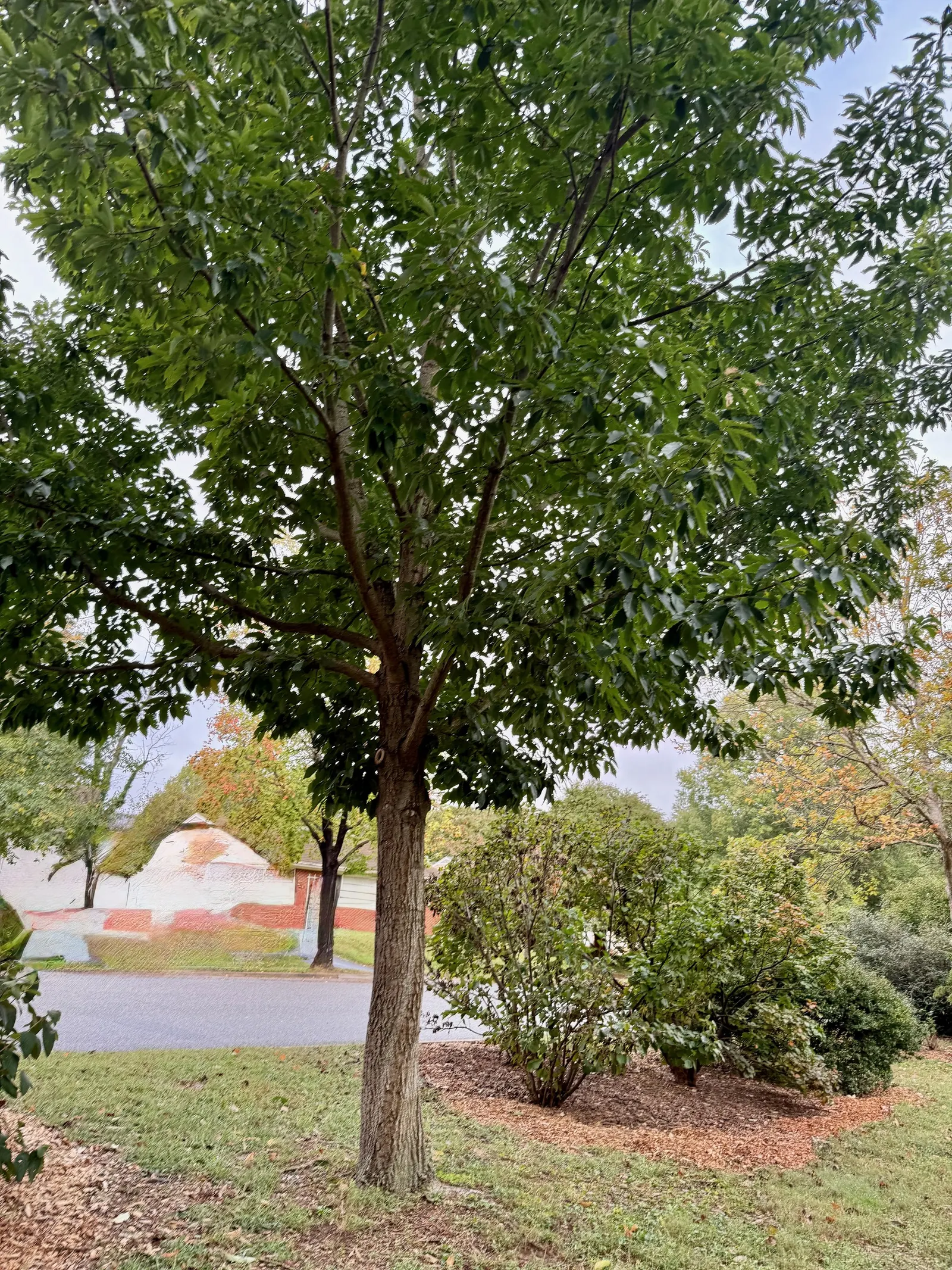 Chestnut Oak (Quercus Montana) — the tree requires full sun to part shade