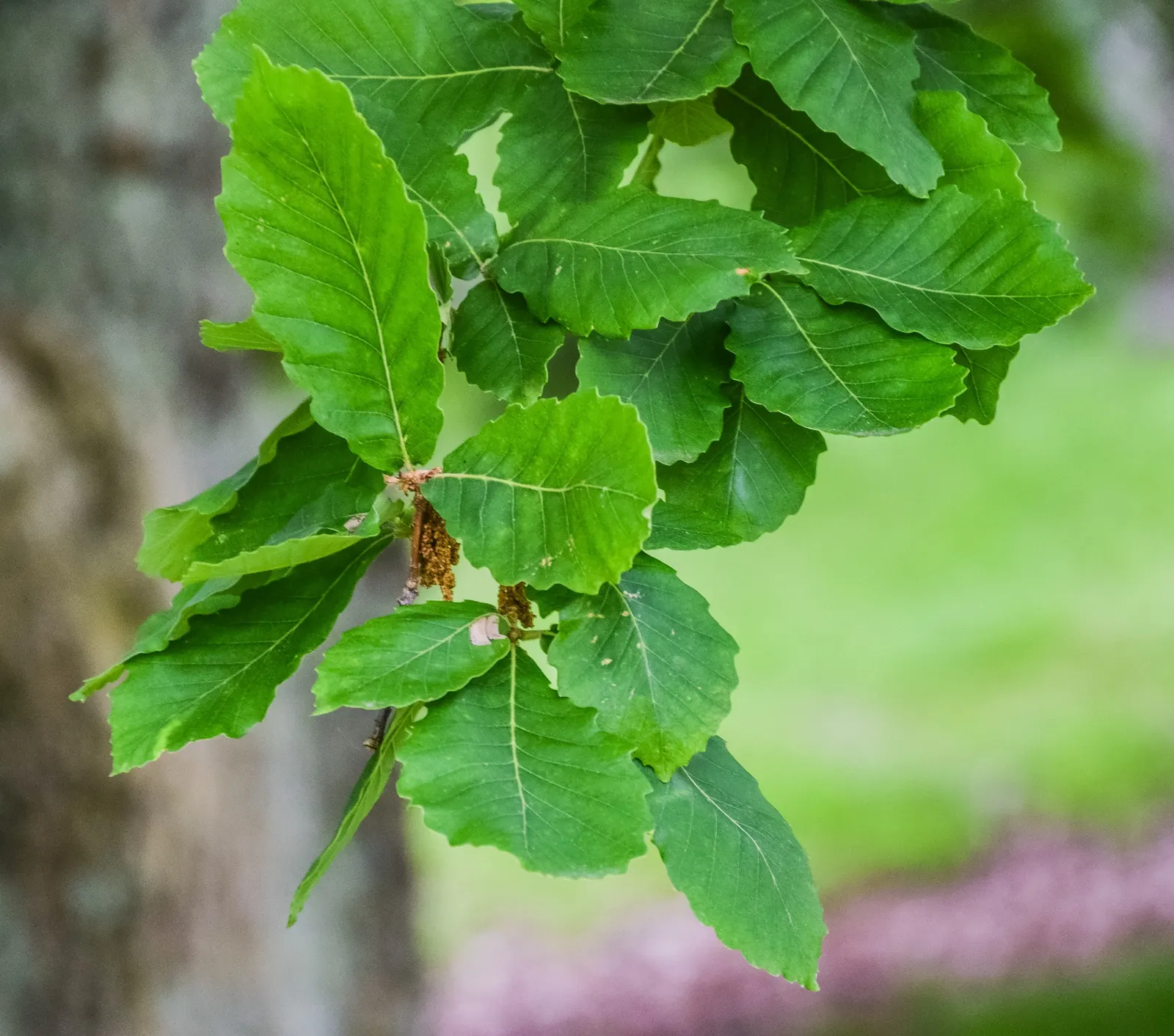 Chestnut Oak (Quercus Montana) — indicative of its longevity; often reaching 60 to 80 feet in width, image 70