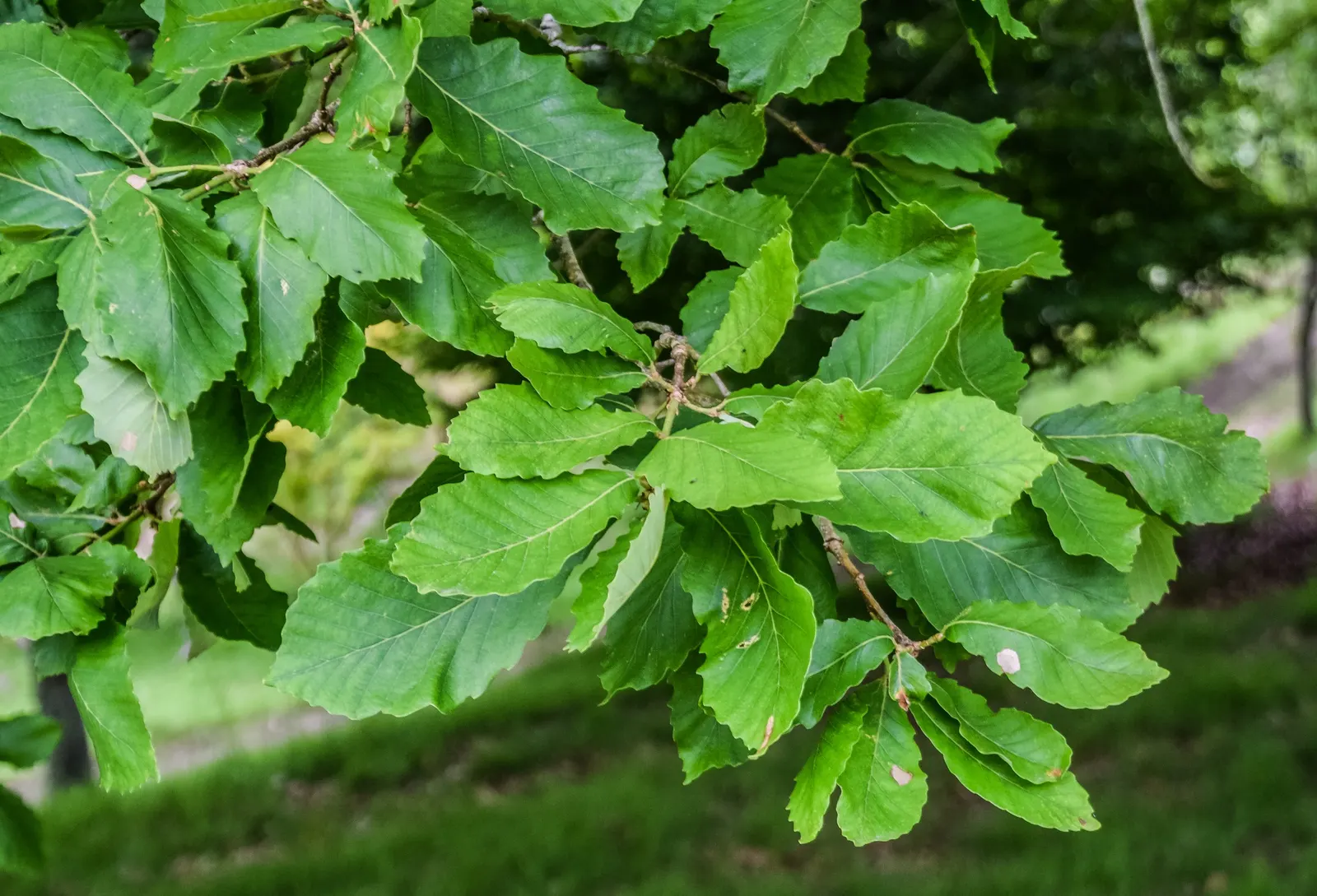 Chestnut Oak (Quercus Montana) — spreading canopy with sturdy; mature specimens can reach up to 80 feet in height with an impressive crown spread, image 65