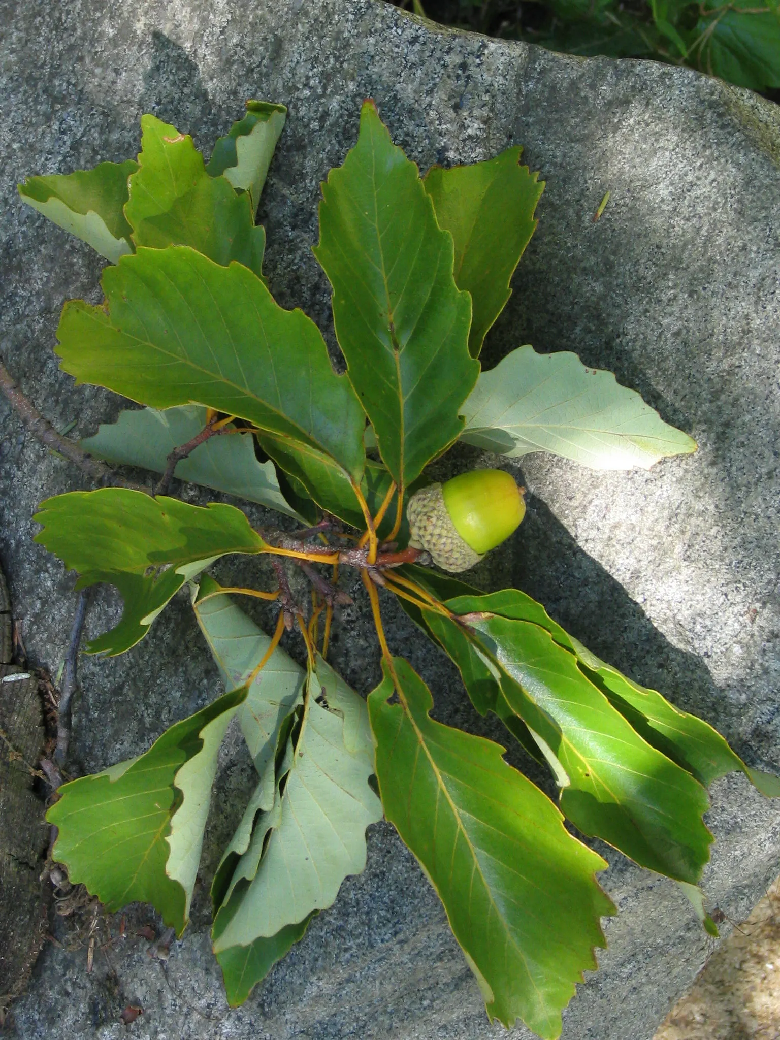 Chestnut Oak (Quercus Montana) — adding a textured appearance
