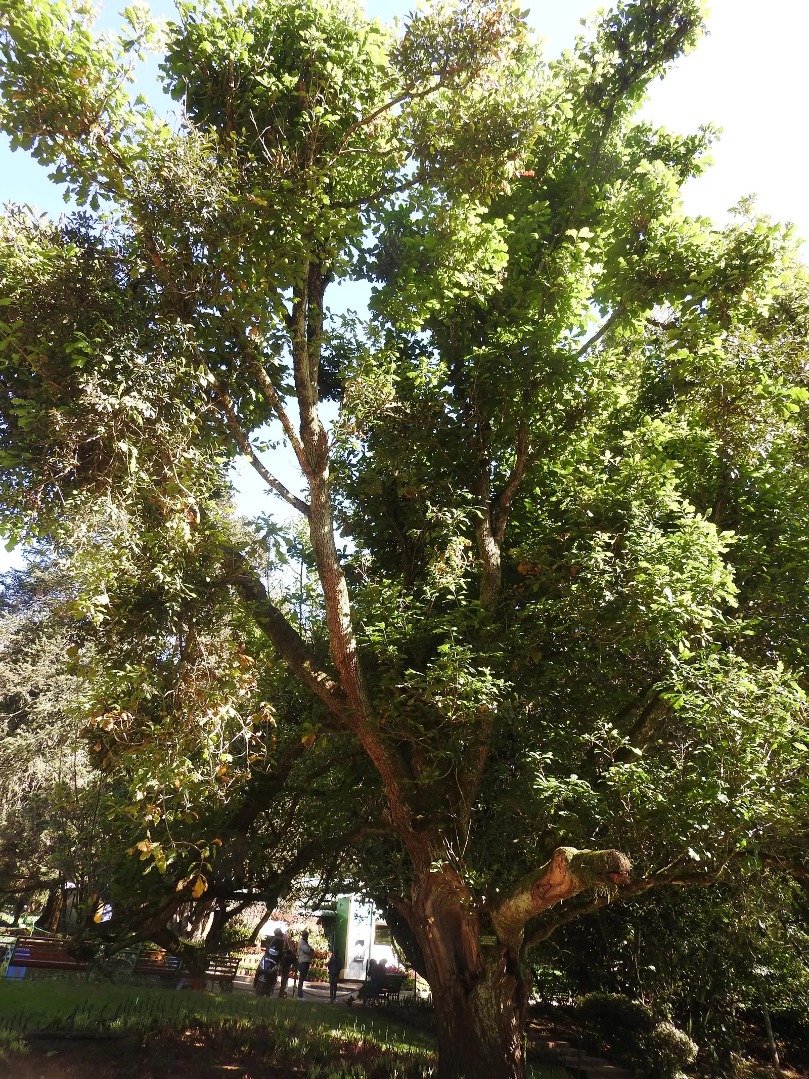 Chestnut Oak (Quercus Montana) — indicative of its longevity