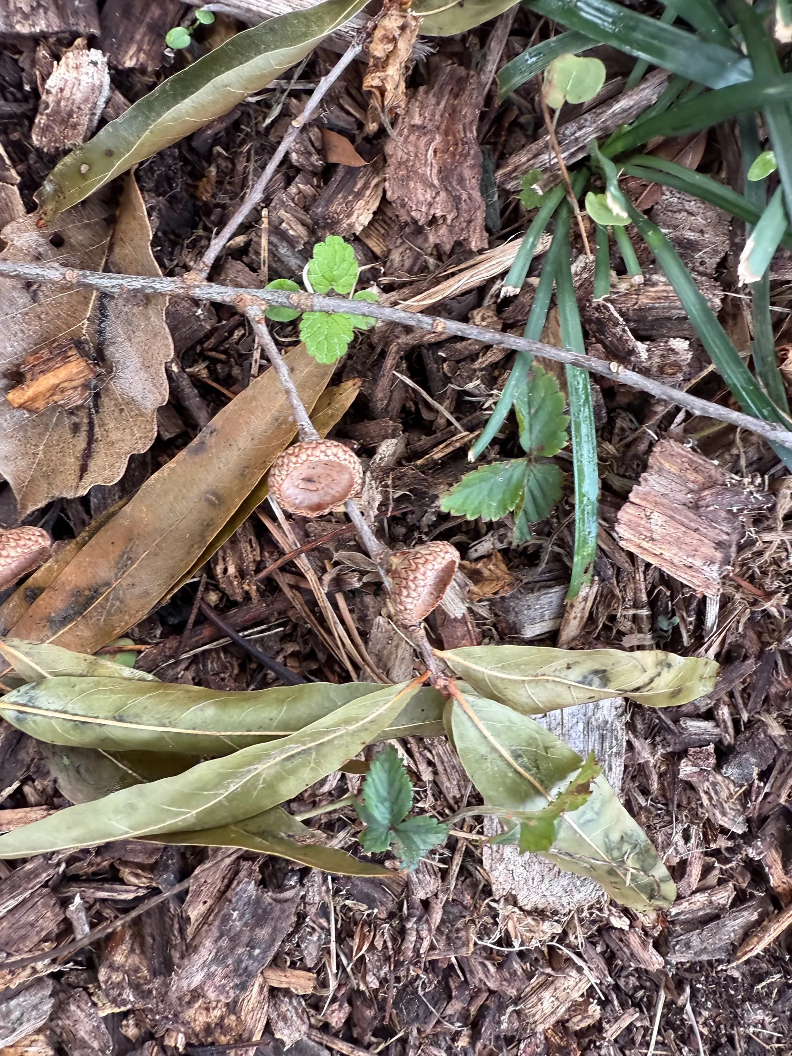 Chestnut Oak (Quercus Montana) — evergreen tree renowned for its sprawling; the Live Oak is a robust tree, tolerating various soil types, though it prefers