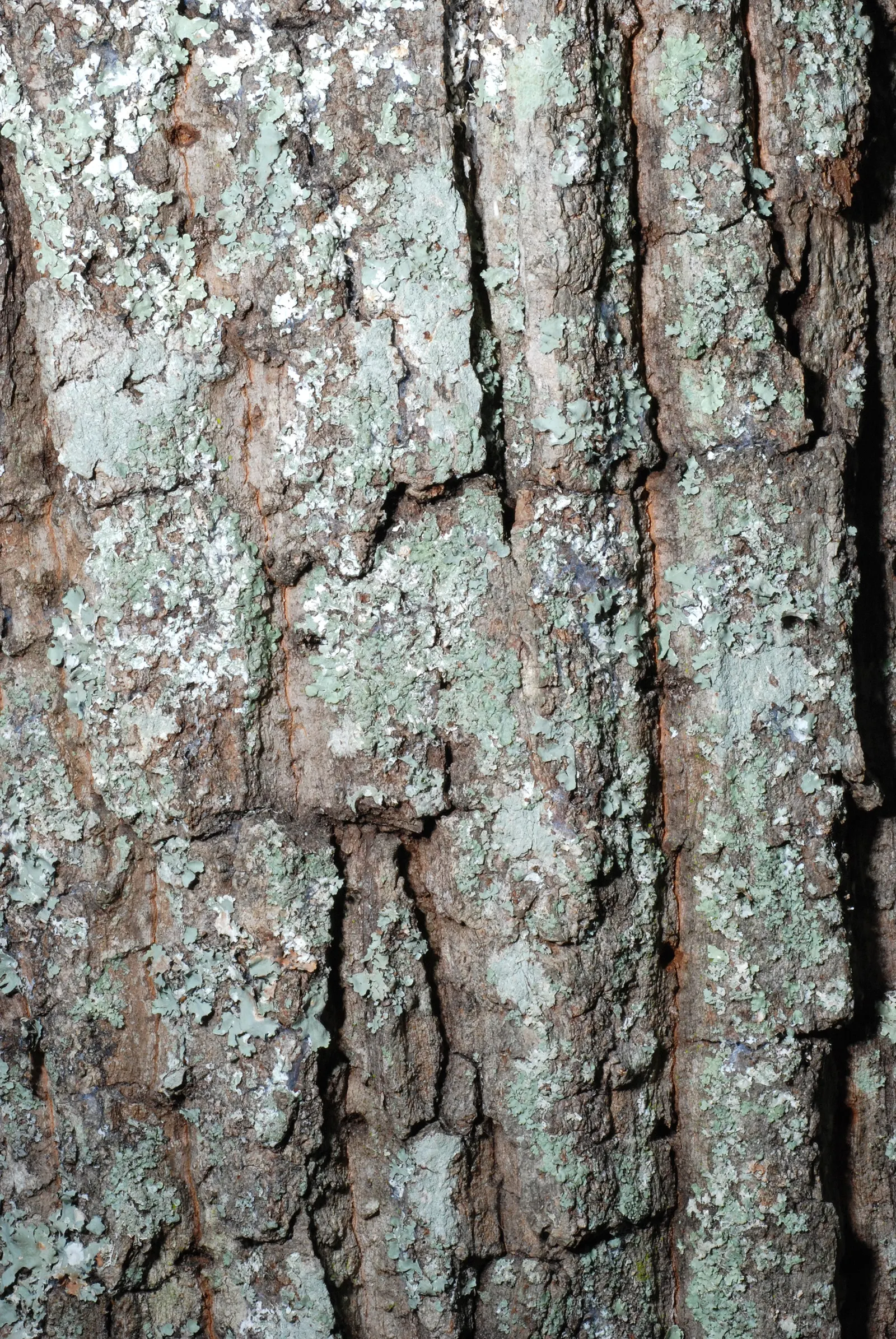 Chestnut Oak (Quercus Montana) — Its trunk diameter can span up to 6 feet; mature specimens can reach up to 80 feet in height with an impressive, image 69