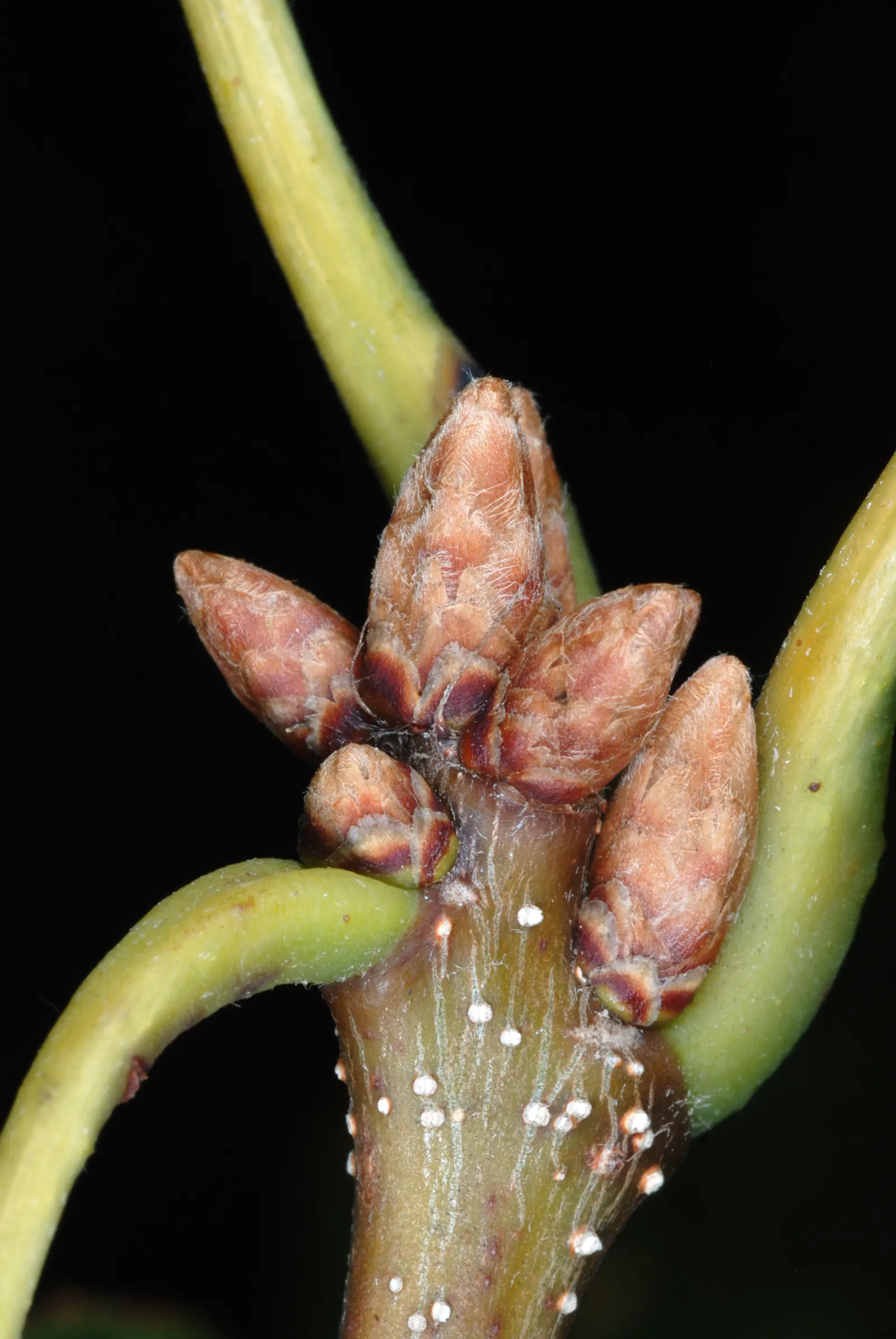 Chestnut Oak (Quercus Montana) — not to be mistaken with Quercus montana; often reaching 60 to 80 feet in width