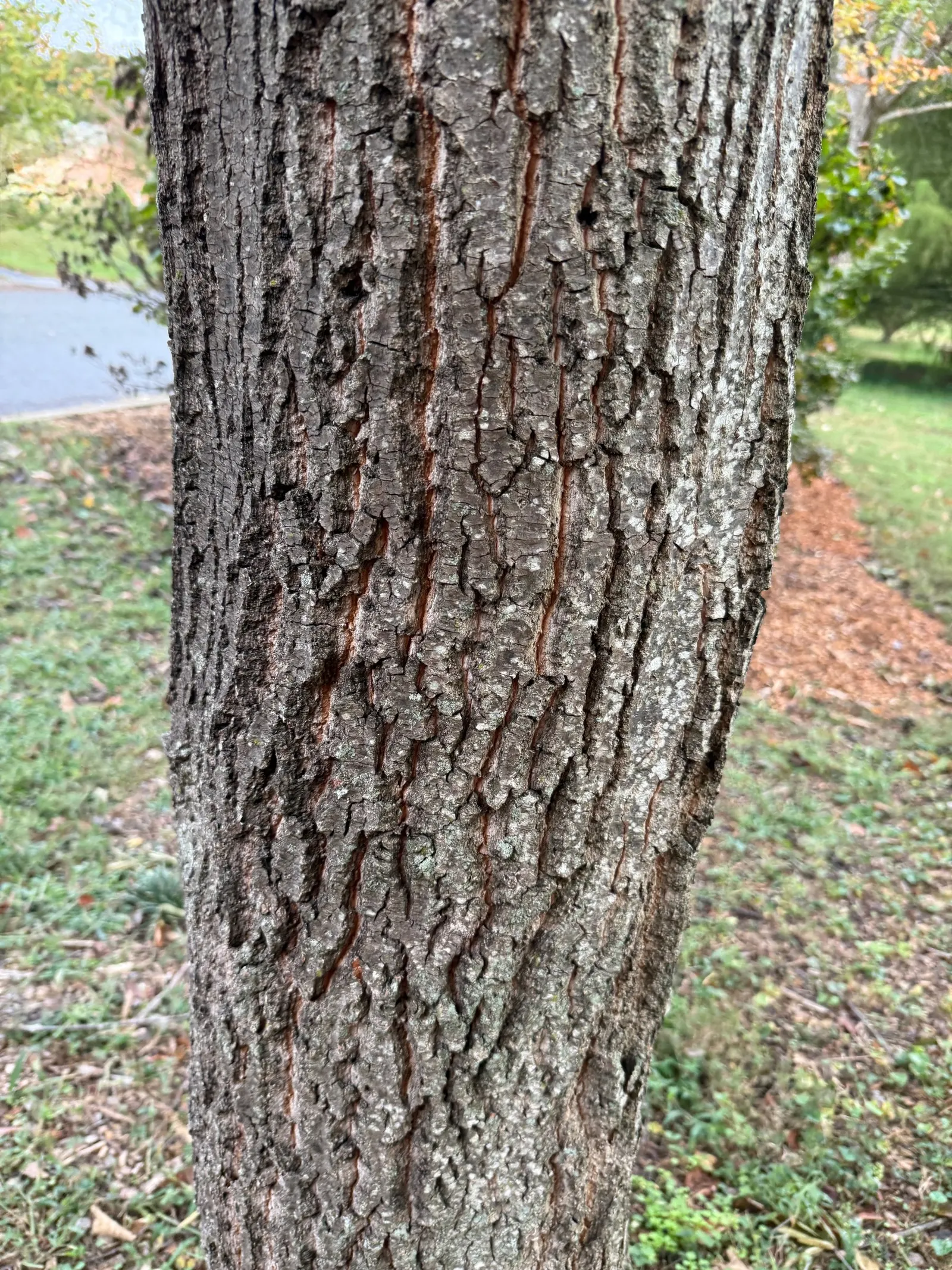 Chestnut Oak (Quercus Montana) — Its hardiness and impressive canopy make it an iconic choice for shade and character in expansive landscapes, image 61