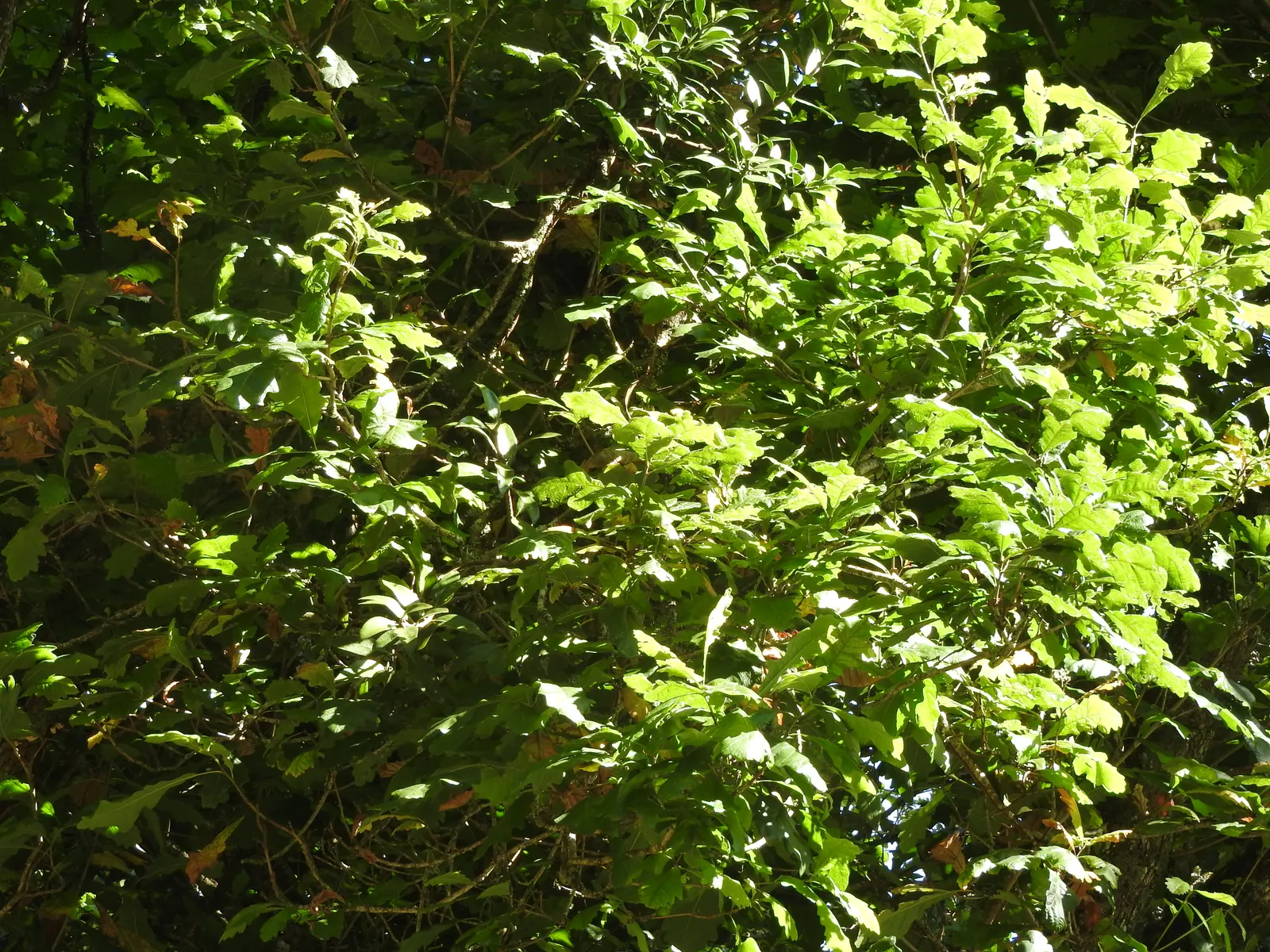 Chestnut Oak (Quercus Montana) — As an architect designing landscapes
