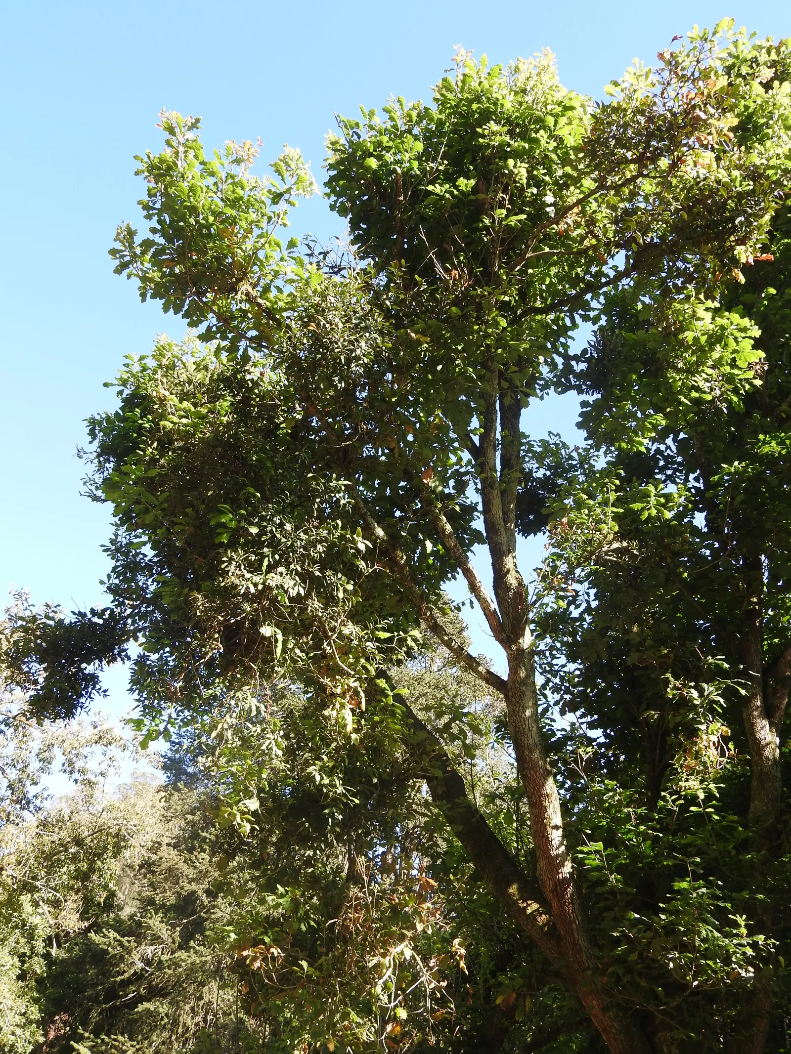 Chestnut Oak (Quercus Montana) — scientifically named Quercus virginiana