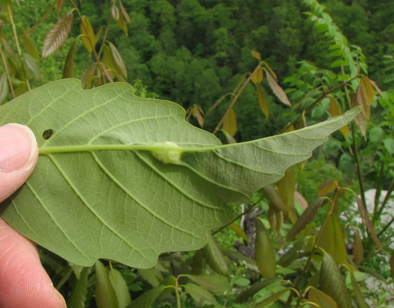 Chestnut Oak (Quercus Montana) — The leaves are a glossy, deep green, and are typically about 2 to 4 inches long; mature specimens can reach up to 80 feet in