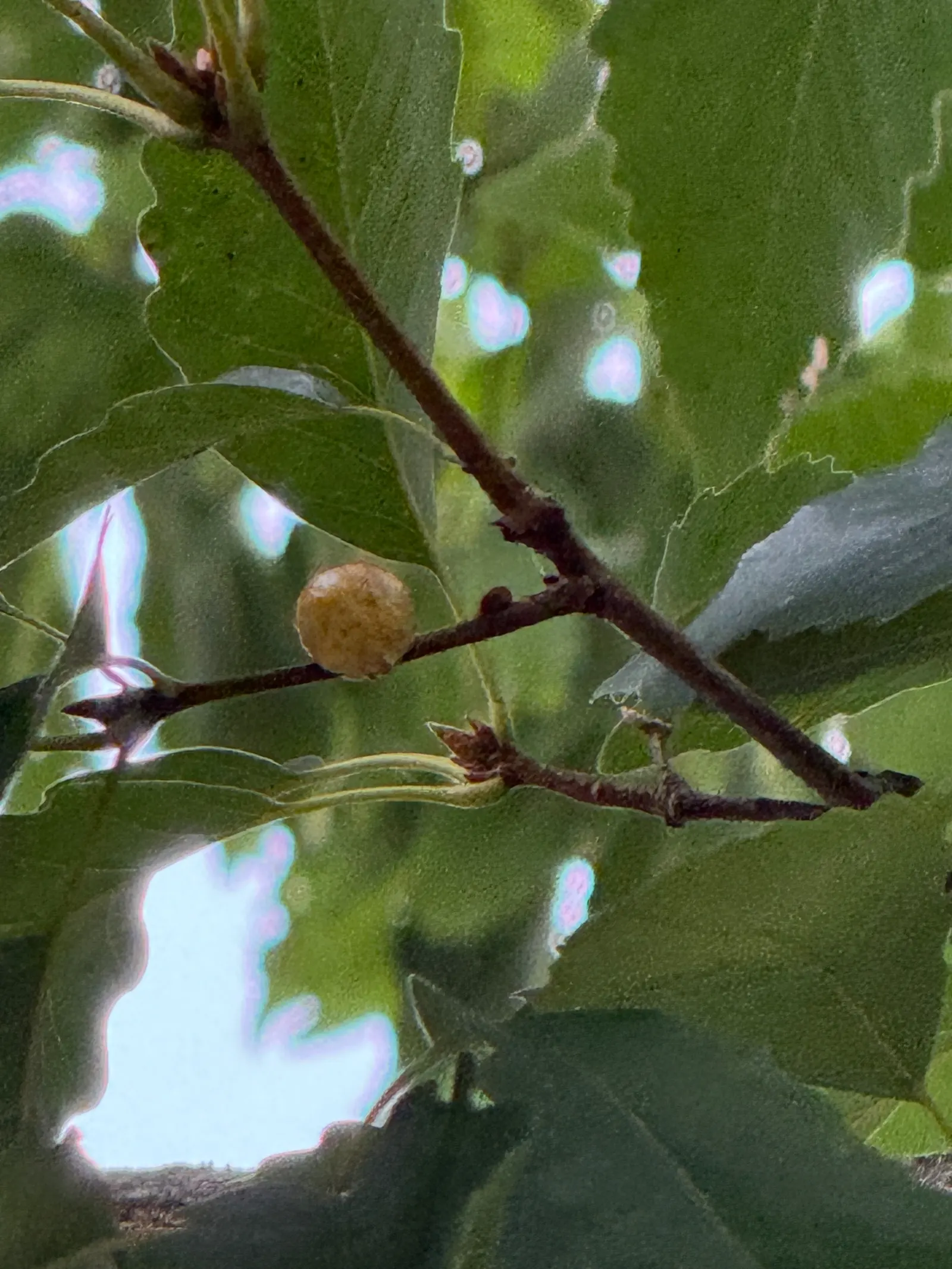 Chestnut Oak (Quercus Montana) — making it an excellent choice for properties near the coast.<br><br>Hardy in USDA zones 7 to 10; the Live Oak is a, image 75