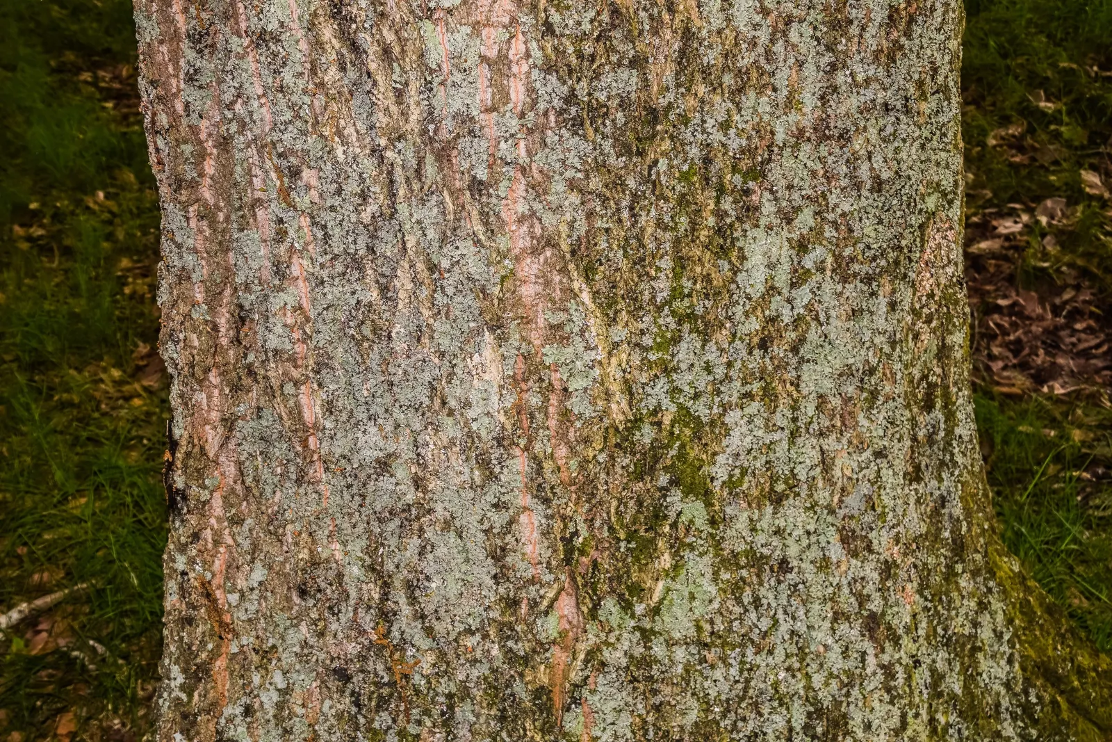 Chestnut Oak (Quercus Montana) — Mature specimens can reach up to 80 feet in height with an impressive crown spread of over 100 feet; so situate it, image 60