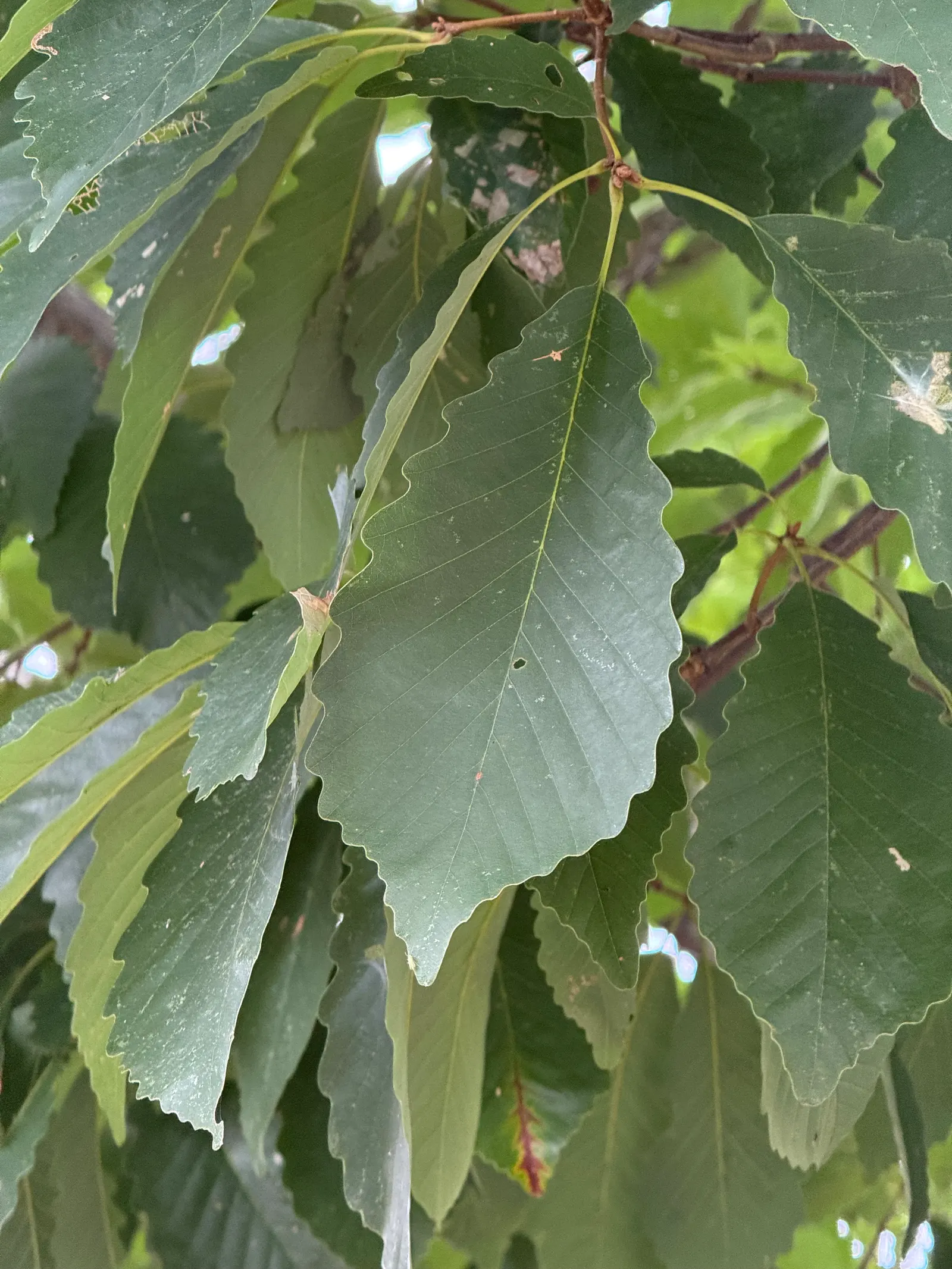 Chestnut Oak (Quercus Montana) — horizontal branches that can extend to create a vast shade area