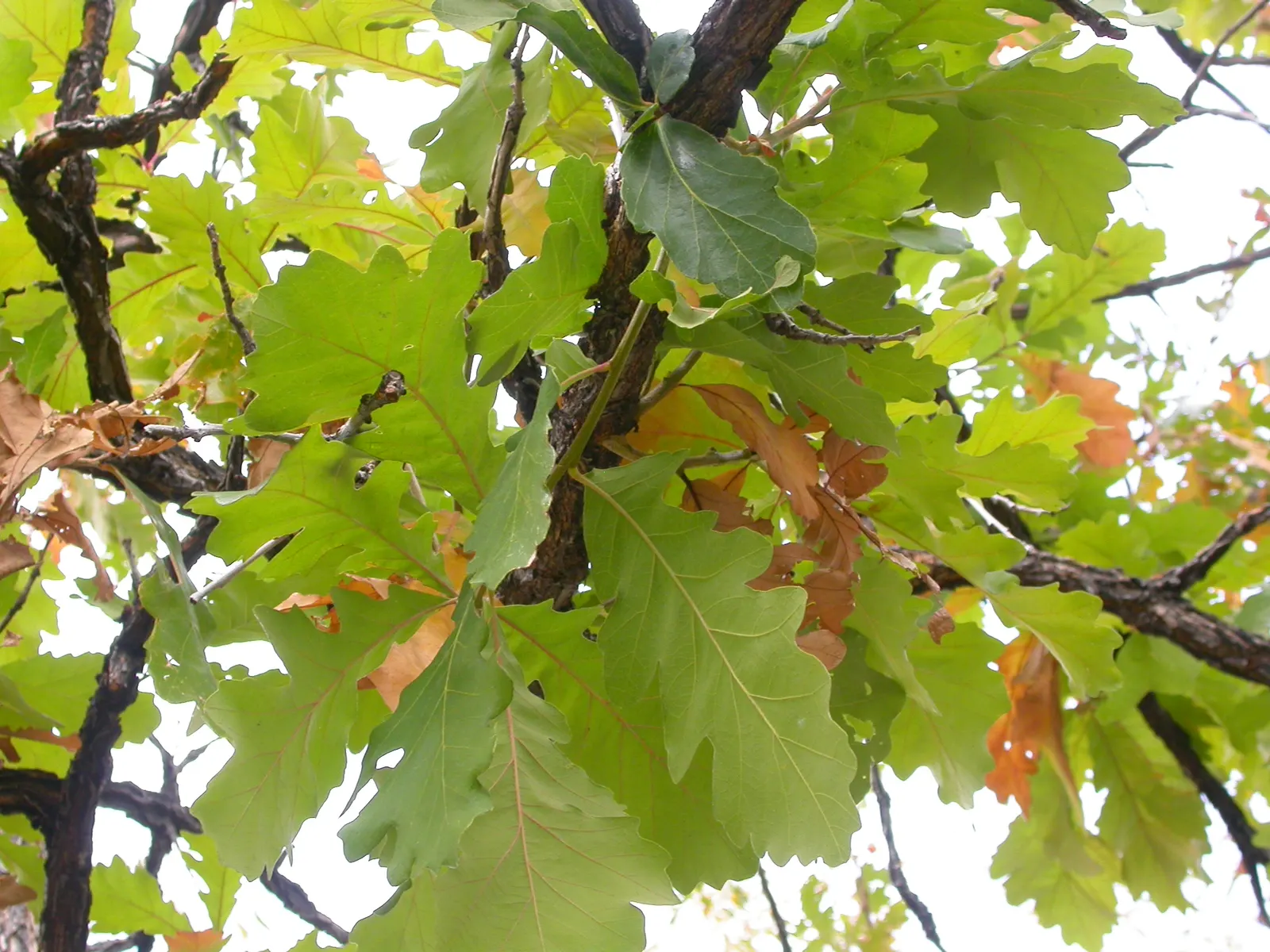 Chestnut Oak (Quercus Montana) — The tree itself can grow to a height of 40 to 80 feet, making it a dominant feature in any garden; so situate it away from