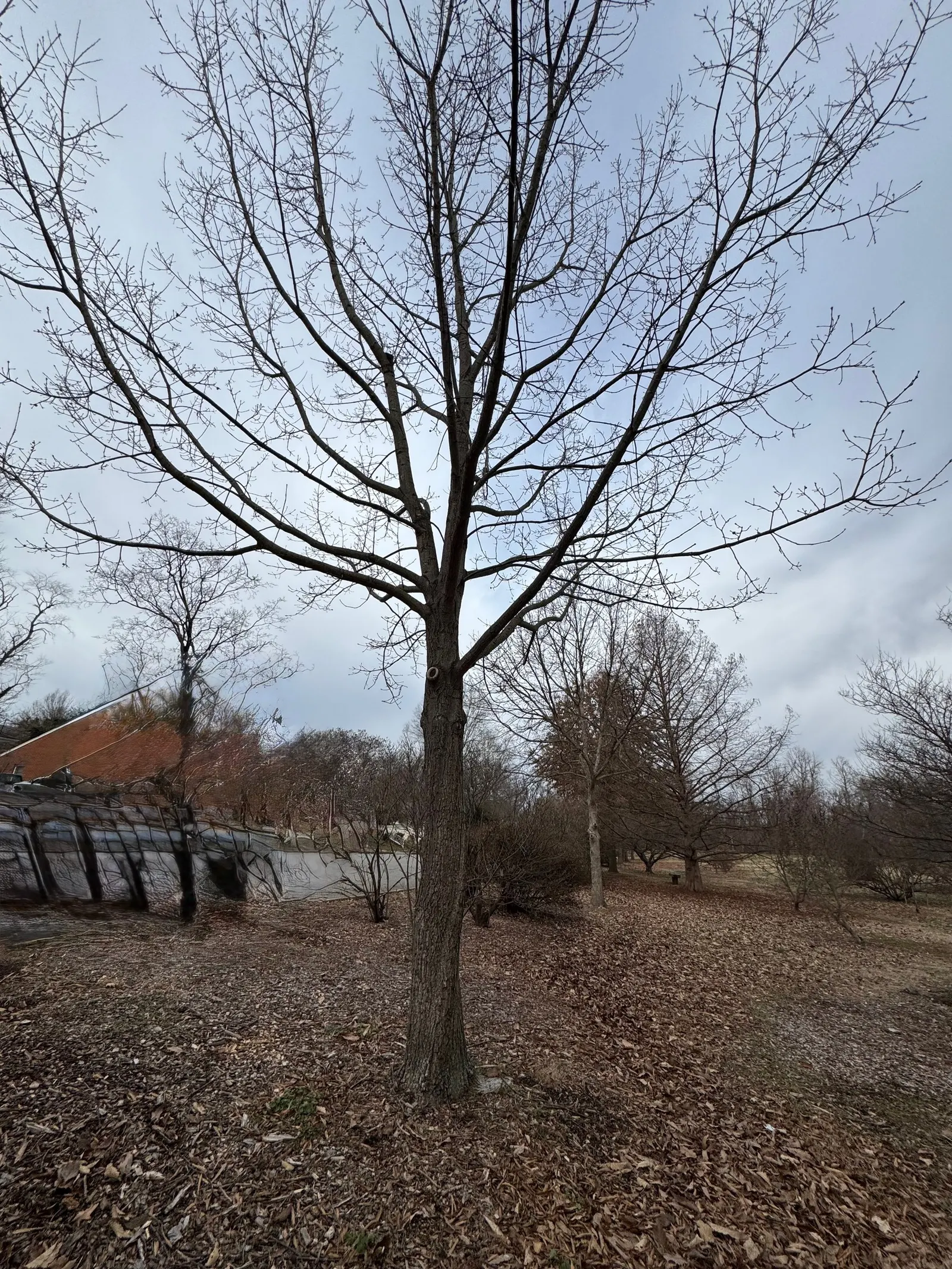 Chestnut Oak (Quercus Montana) — so situate it away from foundations and pavements to prevent structural interference