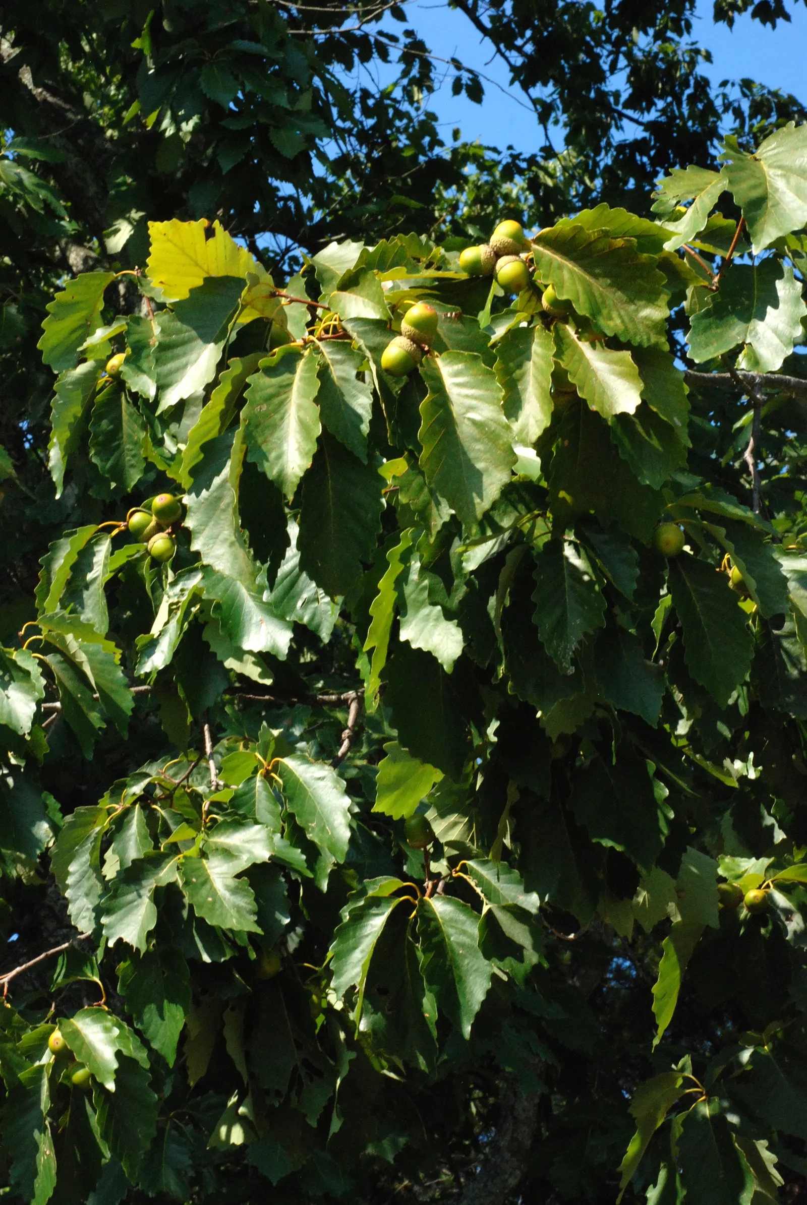 Chestnut Oak (Quercus Montana) — evergreen tree renowned for its sprawling