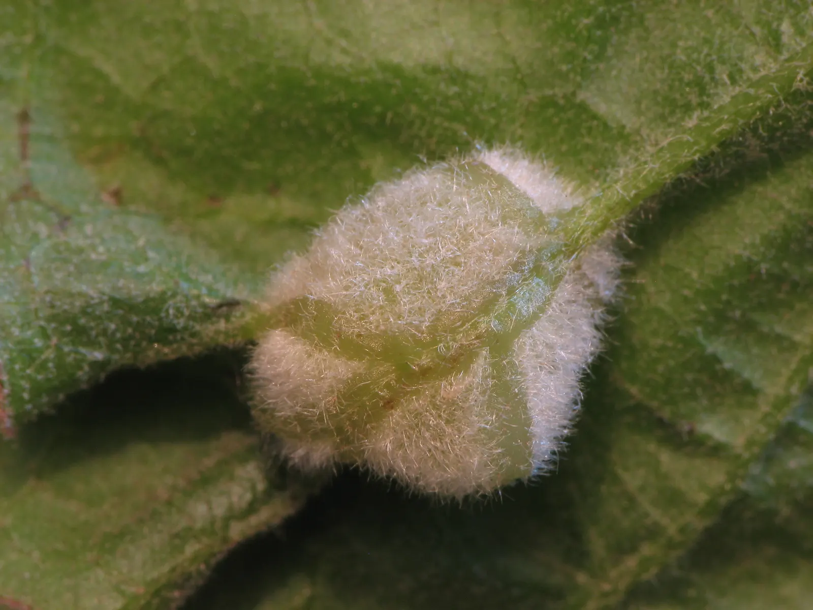Chestnut Oak (Quercus Montana) — often reaching 60 to 80 feet in width; the Live Oak is a robust tree, tolerating various soil types, though it prefers