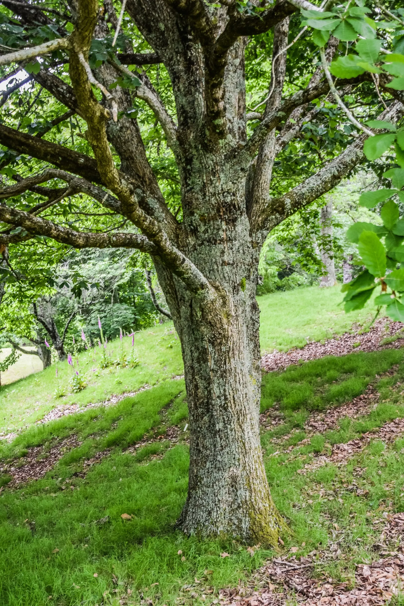 Chestnut Oak (Quercus Montana) — Its roots are as impressive as its crown; so situate it away from foundations and pavements to prevent structural interference