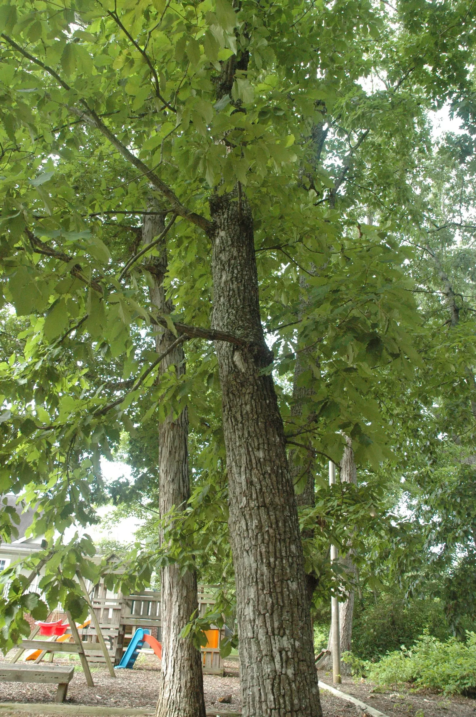 Chestnut Oak (Quercus Montana) — supporting various wildlife with its acorns and dense foliage