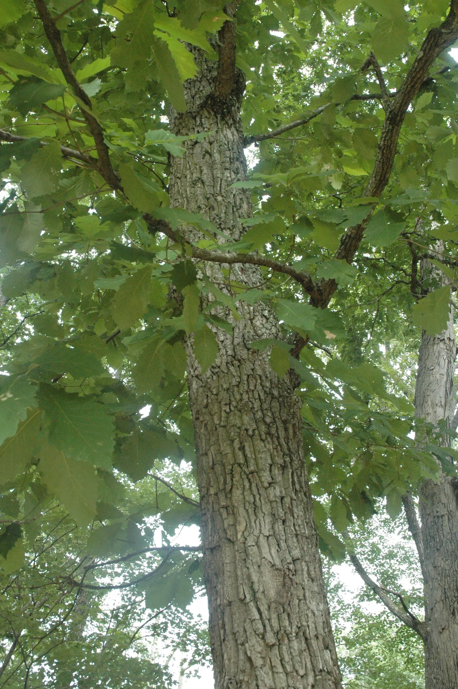 Chestnut Oak (Quercus Montana) — This evergreen oak is a staple in Southern landscapes; the Live Oak is a robust tree, tolerating various soil types, though it