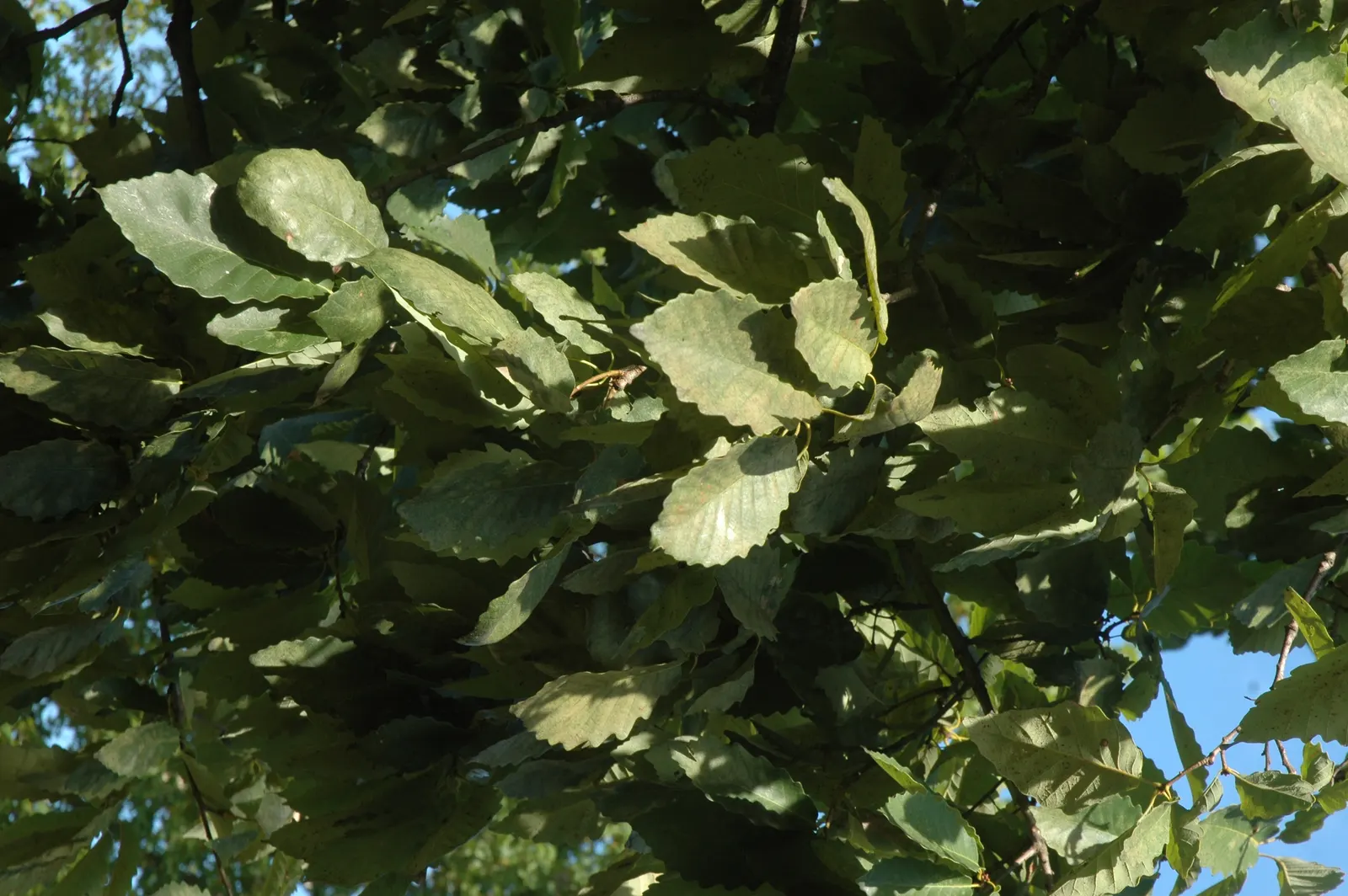 Chestnut Oak (Quercus Montana) — so situate it away from foundations and pavements to prevent structural interference; mature specimens can reach up to 80 feet