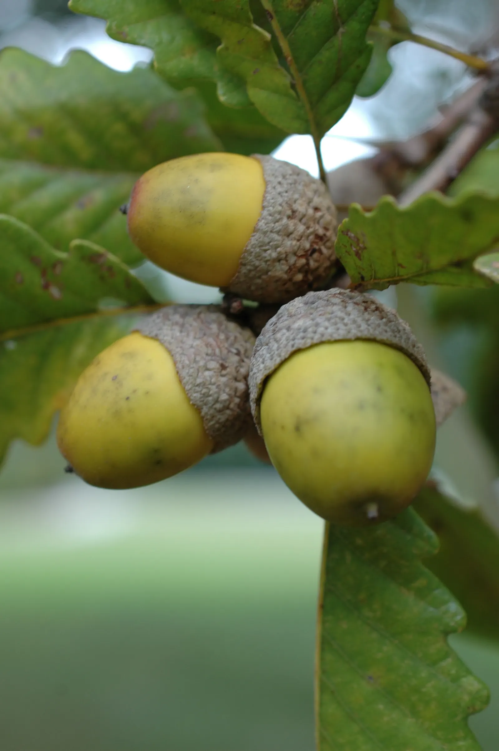 Chestnut Oak (Quercus Montana) — symbolizing strength and resilience.<br><br>Mature Live Oaks boast a broad