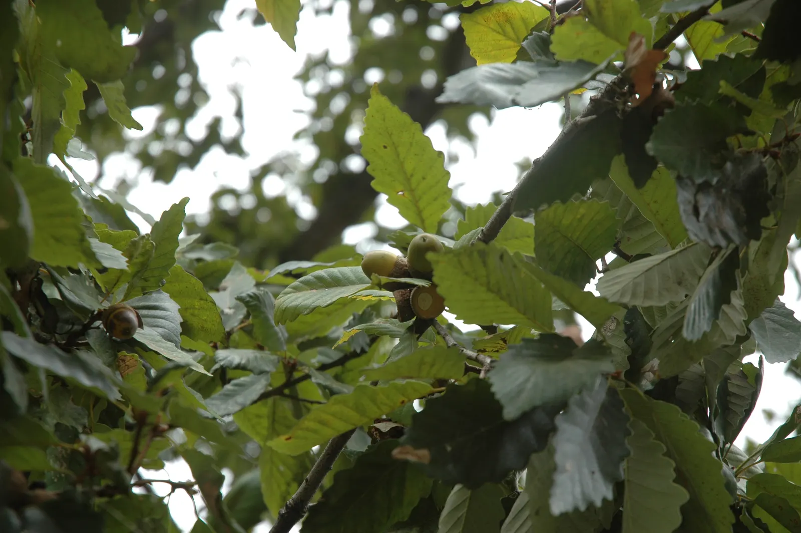 Chestnut Oak (Quercus Montana) — the tree requires full sun to part shade; so situate it away from foundations and pavements to prevent structural interference