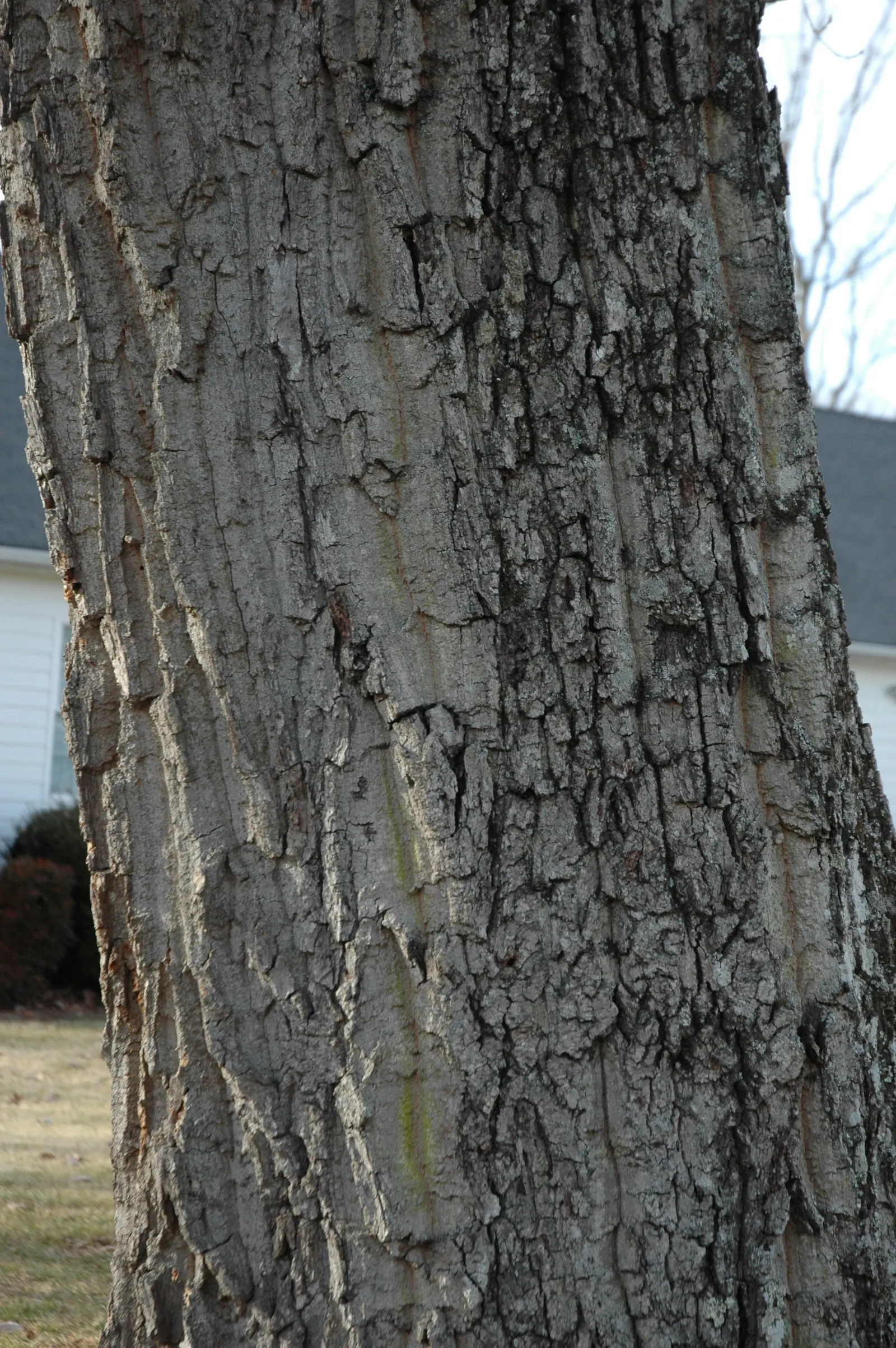 Chestnut Oak (Quercus Montana) — The Southern Live Oak (Quercus virginiana)